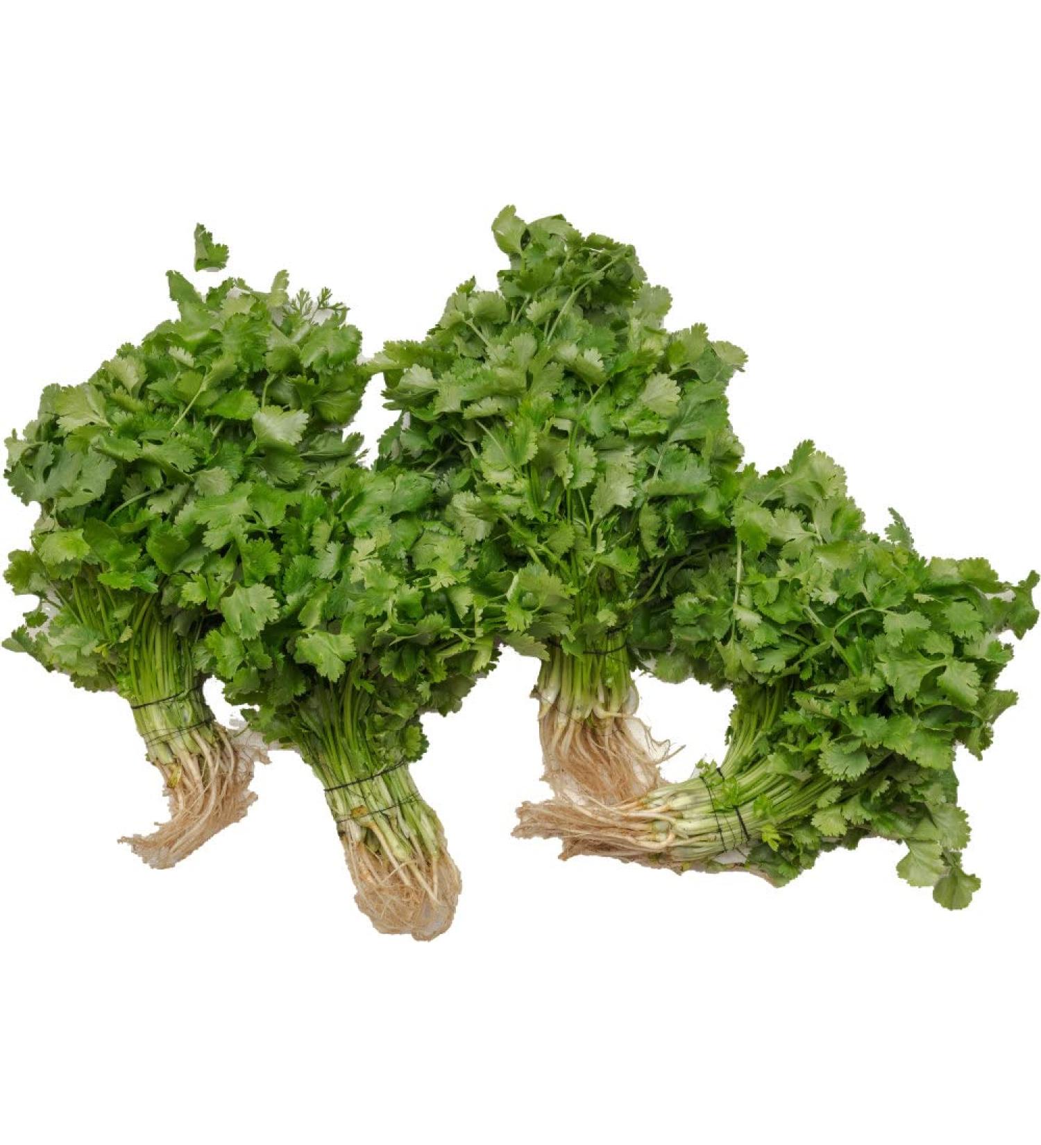 amorebio Coriander (1 x 6 pcs) 30 g (pack of 6)