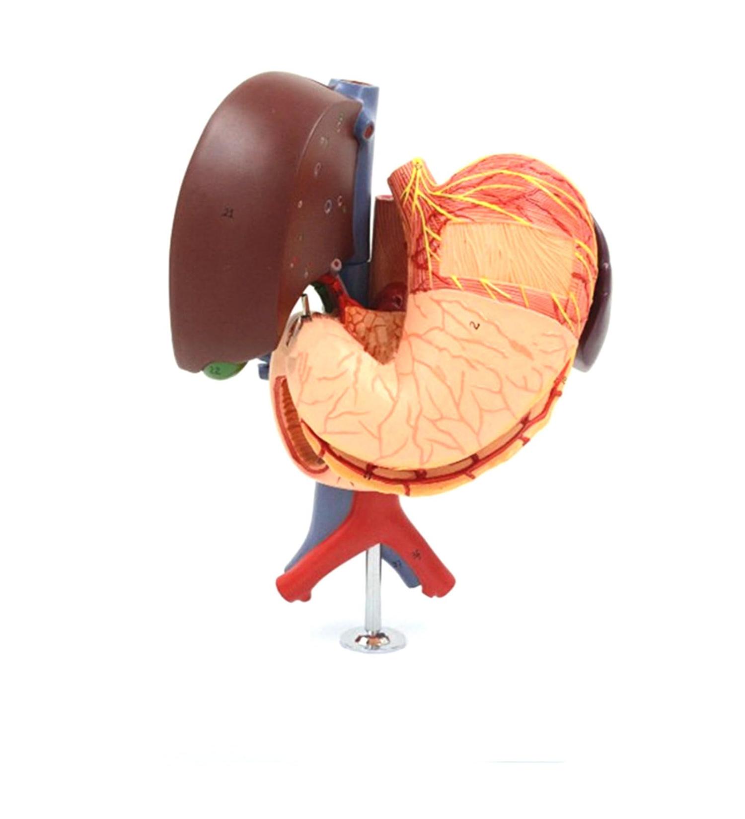 JUJNE Human Stomach Liver Gallbladder Pancreas Duodenum Model -Anatomy Digestive System Organ 6 Parts Liver Gallbladder Pancreas Spleen and Stomach Model - Buy Online on GoSupps.com