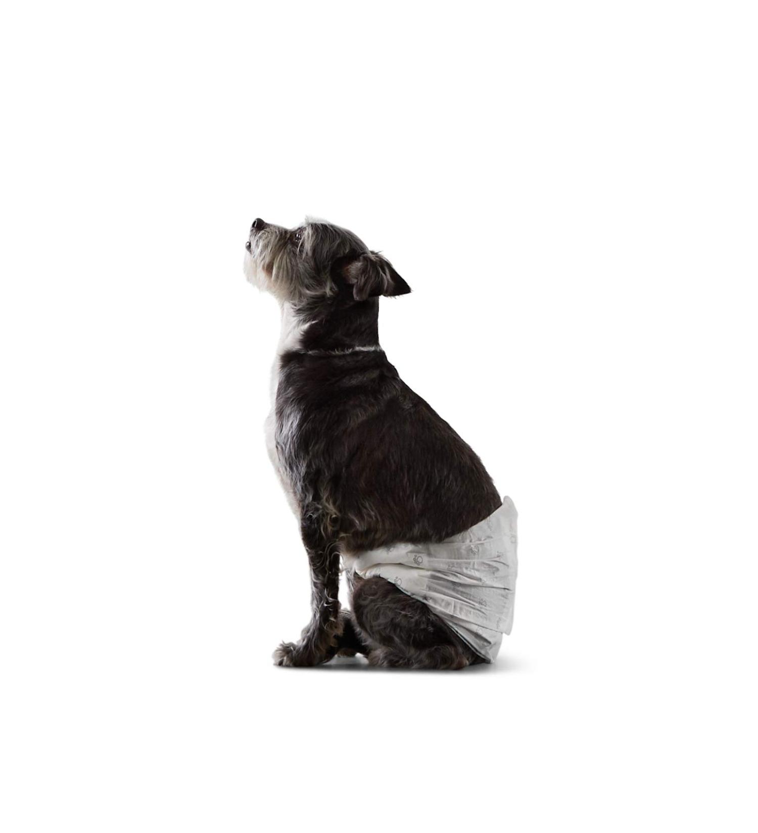 Amazon Basics Disposable Dog Diapers for Male Dogs - Small (30-Pack) | Premium Absorbency & Comfort - Buy Online on GoSupps.com
