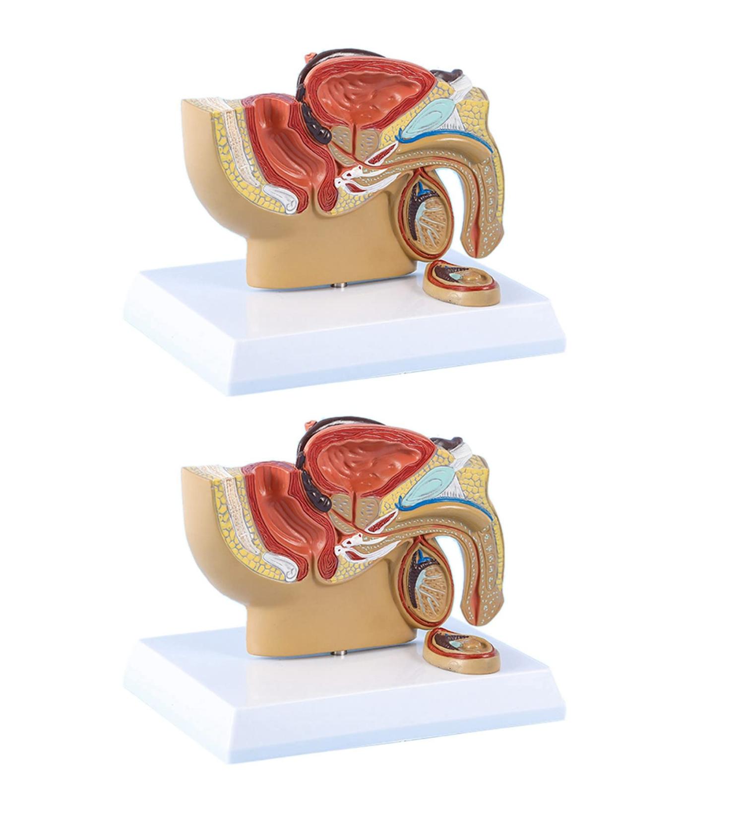 4X 1:2 Male Pelvic Model - Testicular Prostate Bladder Rectal & Urinary System | International Shipping Available - Buy Online on GoSupps.com