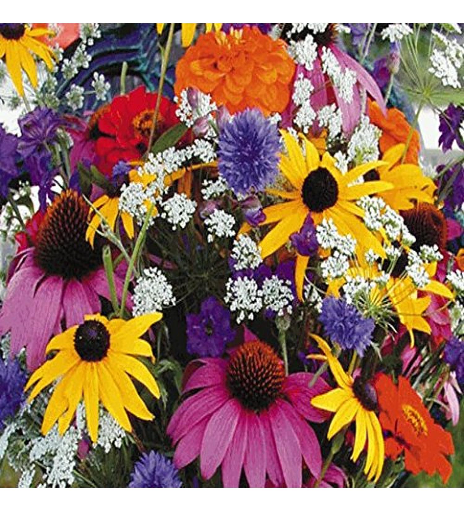 SEMI DI GERMINAZIONE: Blumen: Wildflower Mix: Jahr Schnittblumen- Mischung. Frische Samen Bebe!