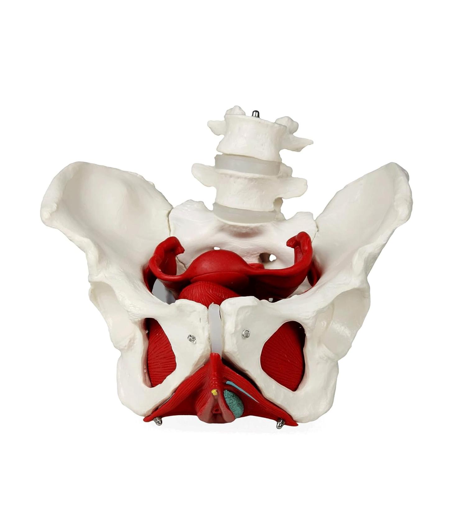 ASSICON Human Body Anatomy Model - Pelvic Floor Muscles & Reproductive Organs with Removable Ovaries & Uterus - Ideal for Teaching & Learning - Buy Online on GoSupps.com