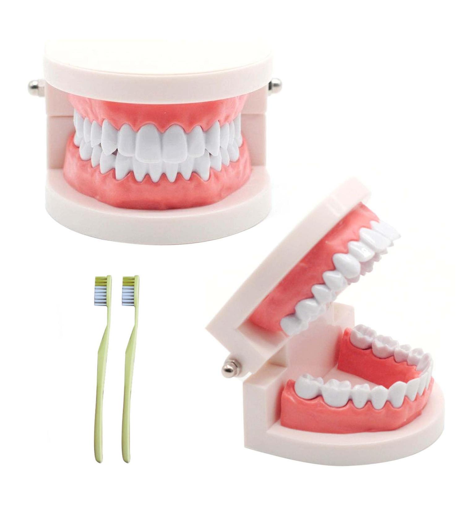 Children's Tooth Model Set - 2 PVC Dental Models & Toothbrushes for Clinics & Oral Care Lessons - Buy Online on GoSupps.com