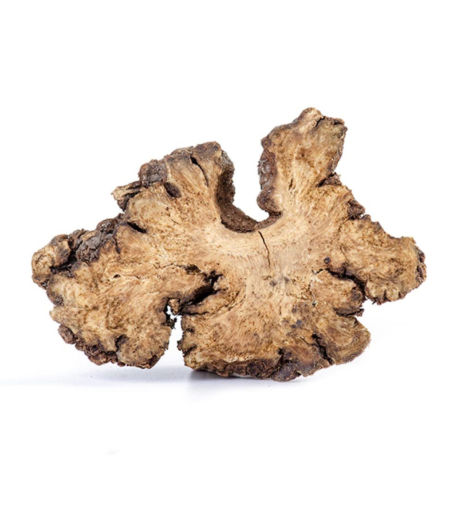 Rhizoma Chuanxiong Szechuan Lovage Rhizome ChuanXiong Rhizoma Ligusticum Chuanxiong ChuanXiong Ligusticum Root Ligustici Rhizoma (250 Grams /0.55 lbs) - Buy Online on GoSupps.com