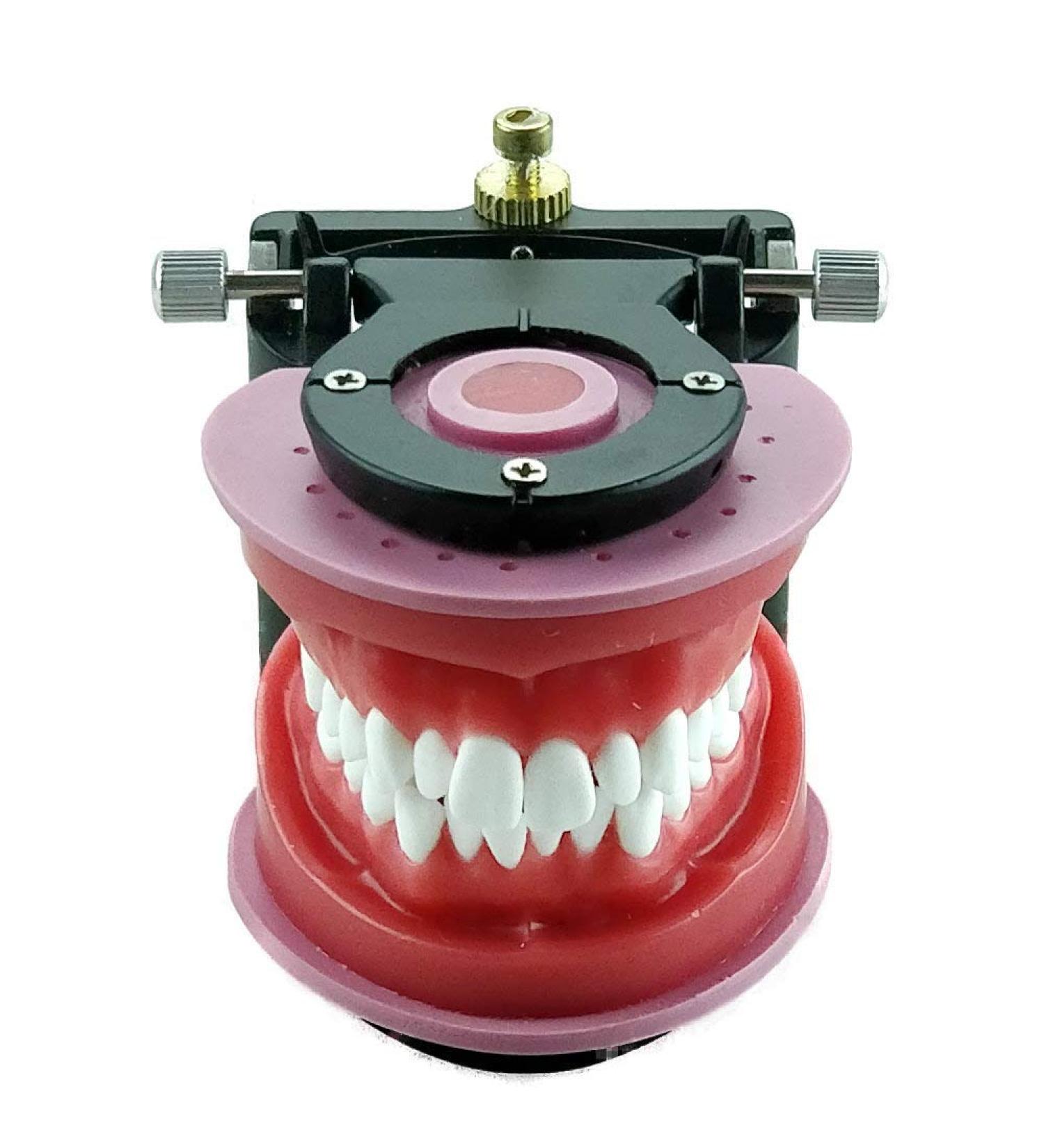 Orthodontic Wax Typodont for Dental Training - AlexaDentalStudio O001 - Buy Online on GoSupps.com