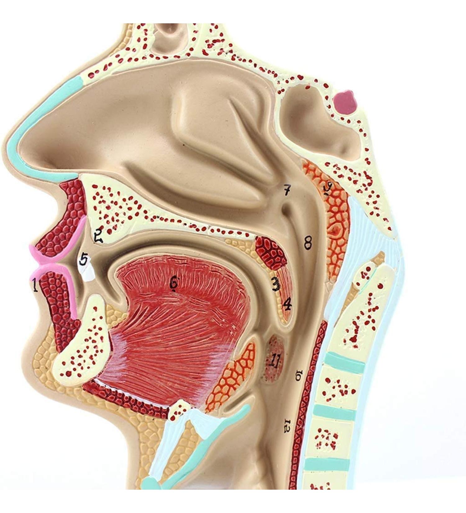 Model of The Nasal Cavity - 1: 1 Life Size Oral Neck Anatomical Model Nasopharyngeal cave - Training aid Medical Training Materials - Buy Online on GoSupps.com