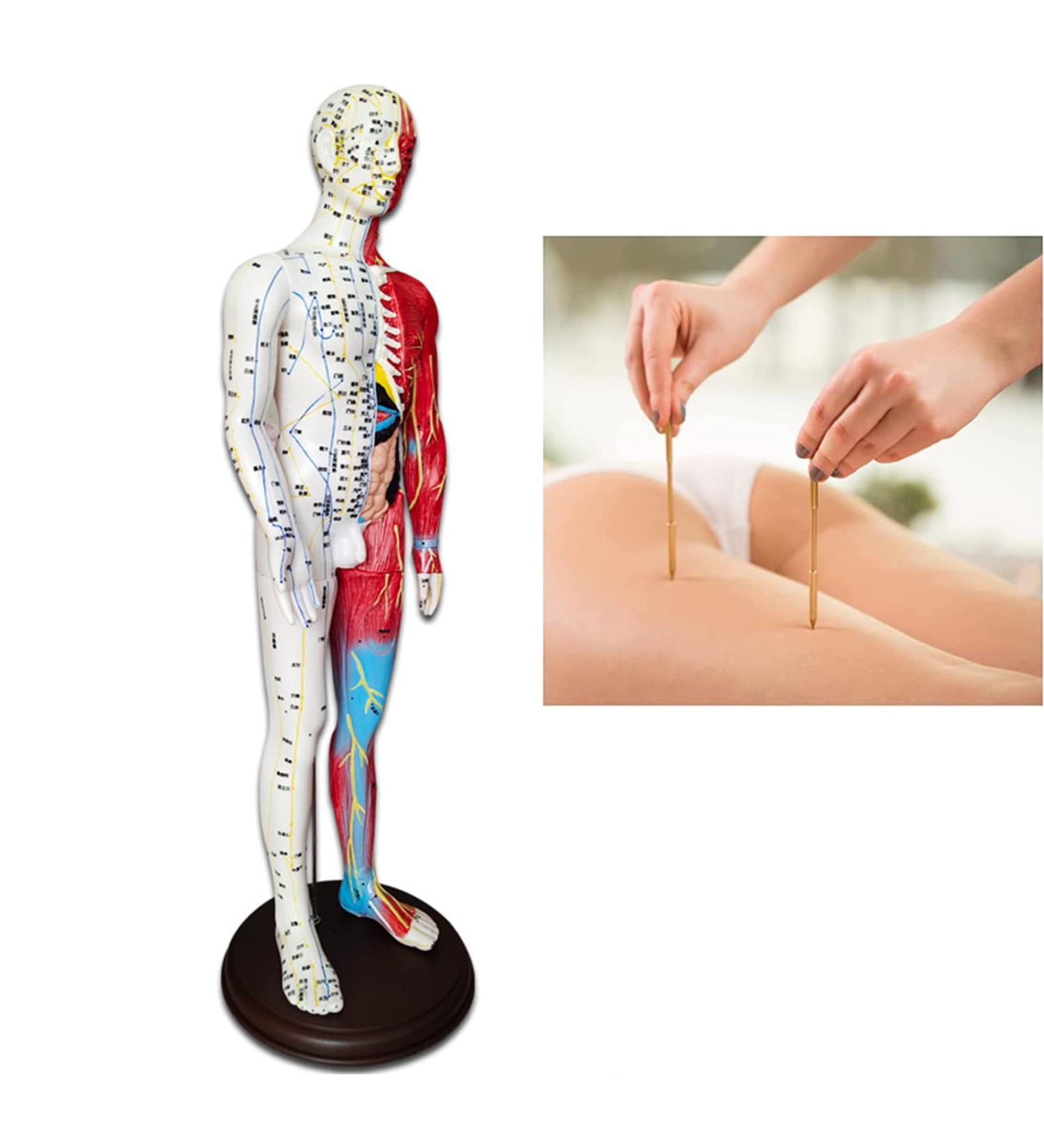 60cm Acupuncture and Muscle Anatomical Male Model Pressure Point and Meridians for Acupuncturists and Other Medical Professionals Training Teaching Education Supplies - Buy Online on GoSupps.com