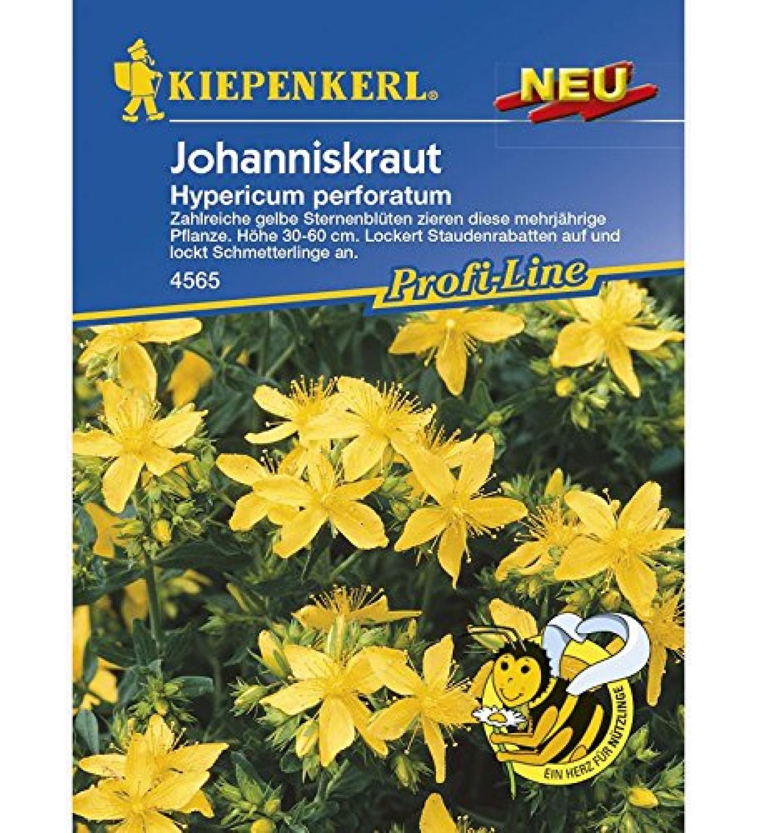 St. John's wort hypericum perforatum