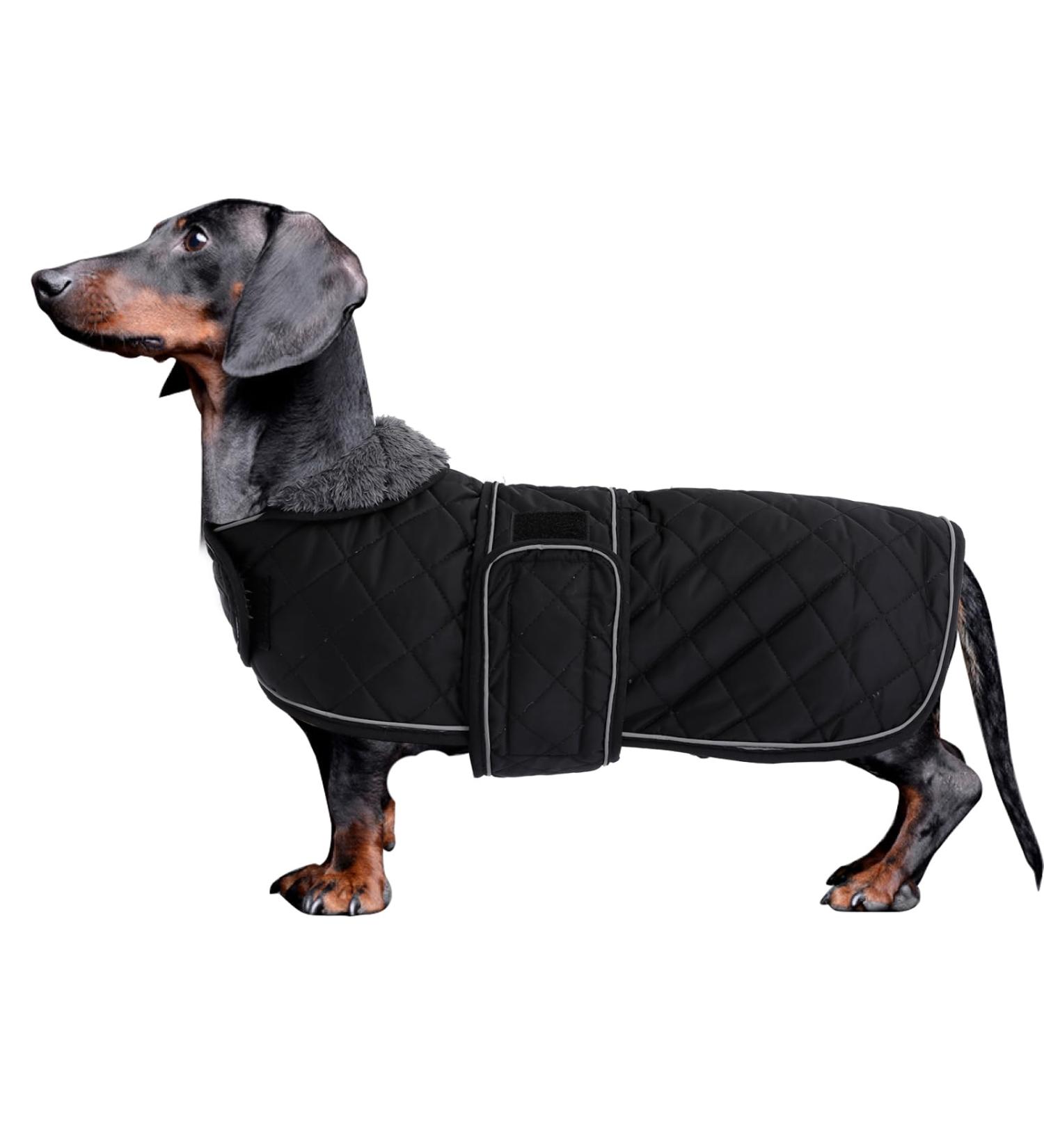 Minezi Waterproof Dachshund Winter Jacket - Cozy Wool Lining & Adjustable Straps | Black XS (31-32cm) - Ideal Dog Clothing - Buy Online on GoSupps.com