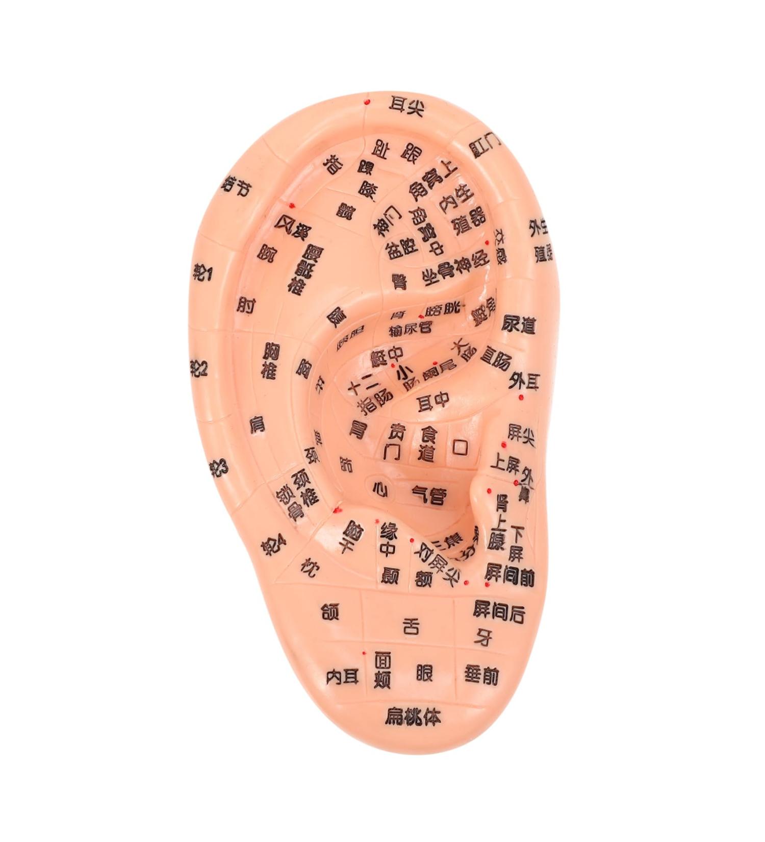FRCOLOR 1pc Artificial Human Ear Model - Acupuncture & Massage Tool for Ear Acupoint Therapy | Medical PVC Teaching Aid - Buy Online on GoSupps.com