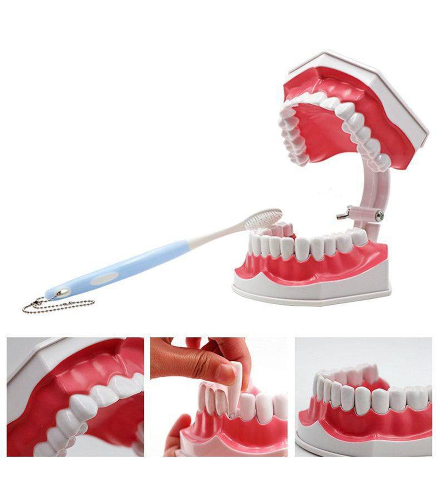 AWJ Dental Care Model - 28 Teeth Toothbrush Demo Model for Kids | Standard Size Tooth Care Teaching Aid - Buy Online on GoSupps.com