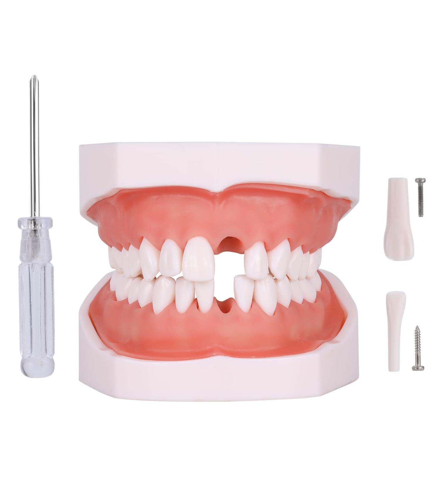 Typodont Teeth Model - 28 Removable Teeth for Dental Practice & Teaching | International Shipping Available - Buy Online on GoSupps.com
