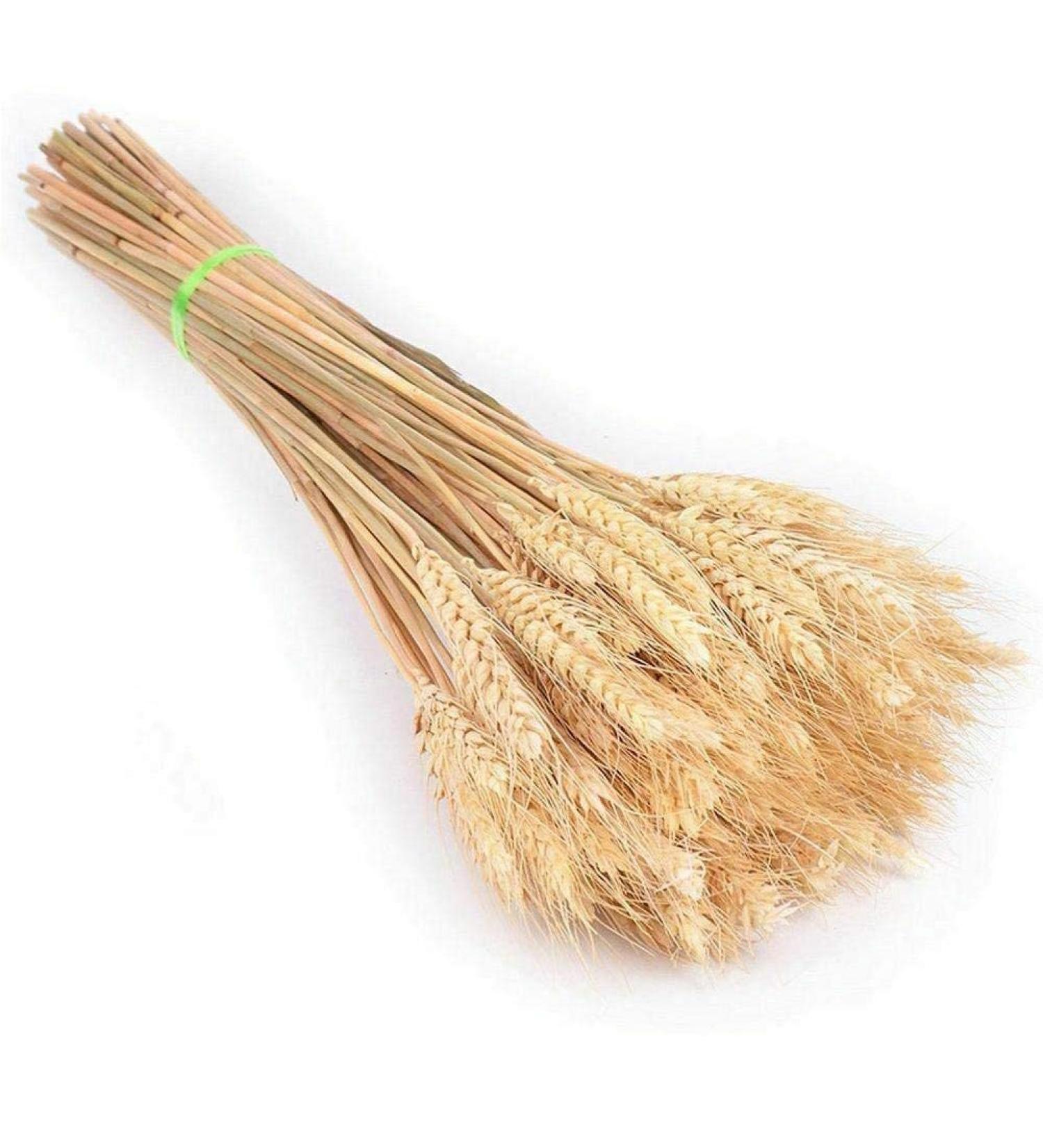 25pcs Colorful Natural Dried Flowers Bouquet Wheat Plants Bunches New Year Craft Wedding Chrismas Decor Decoration Beige 25pcs - Buy Online on GoSupps.com