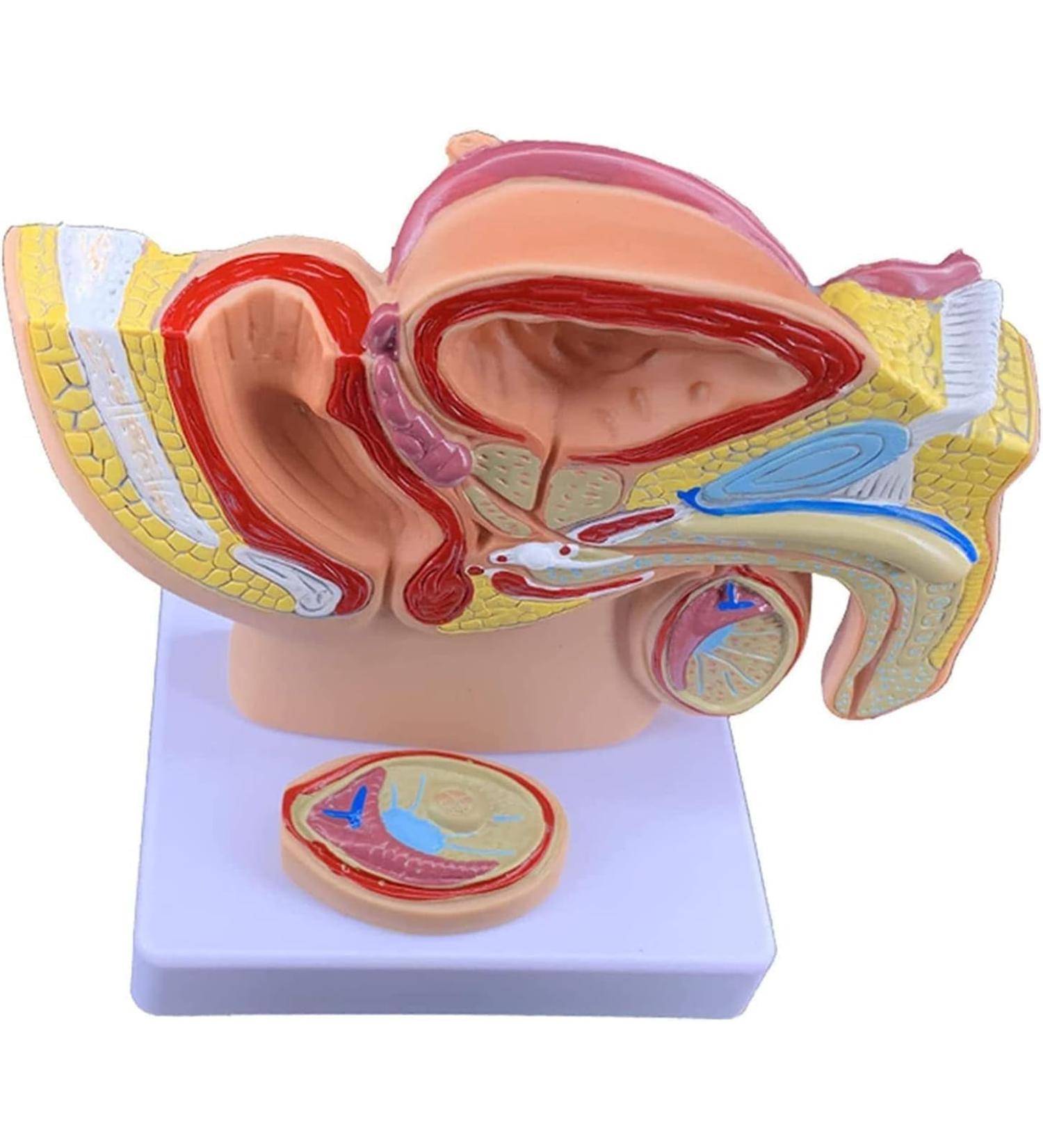Life Size Male Pelvis Anatomy Model 1:2 - Detailed Reproductive System & Prostate Model for Educational Display - Buy Online on GoSupps.com