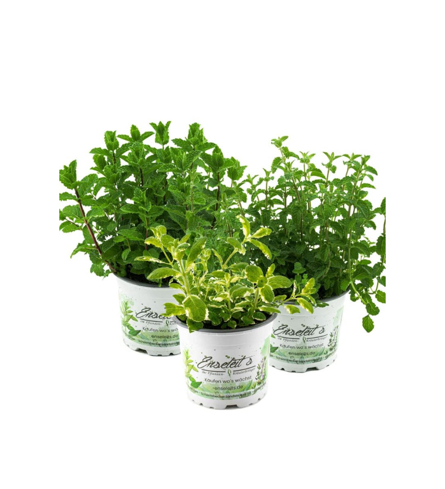 Herbal Set Mint - Moroccan Mint Pineapple Mint & Strawberry Mint