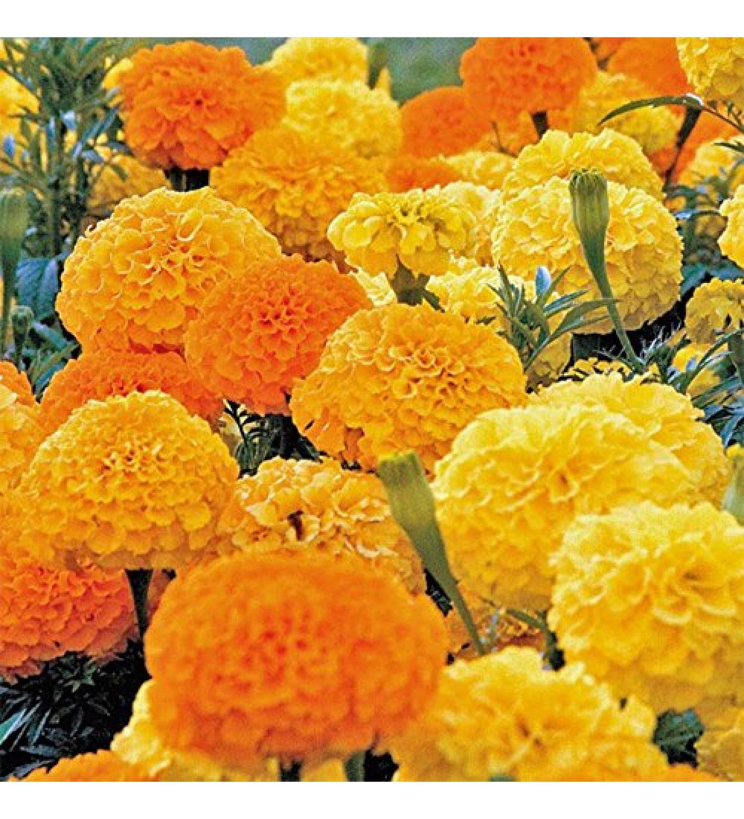 Portal Cool 20Pcs: 20 / 50Pcs Aglio Semi Puro Naturale ed Organico vegetale Sano B44G 01