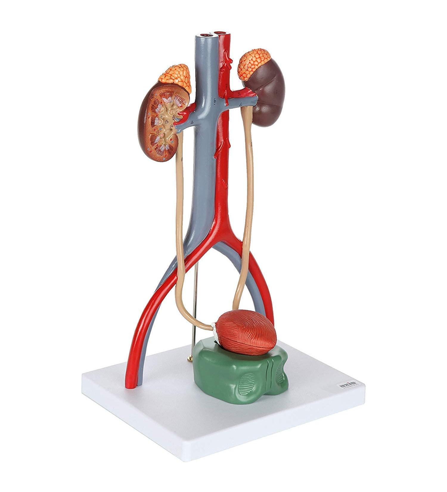 Anatomy Model Body Urine System Model 4-Part Dissected Kidney Structure | Inner Structure of The Bladder Kidneys with Adrenal Glands Urine Conductors and Bladder - Buy Online on GoSupps.com