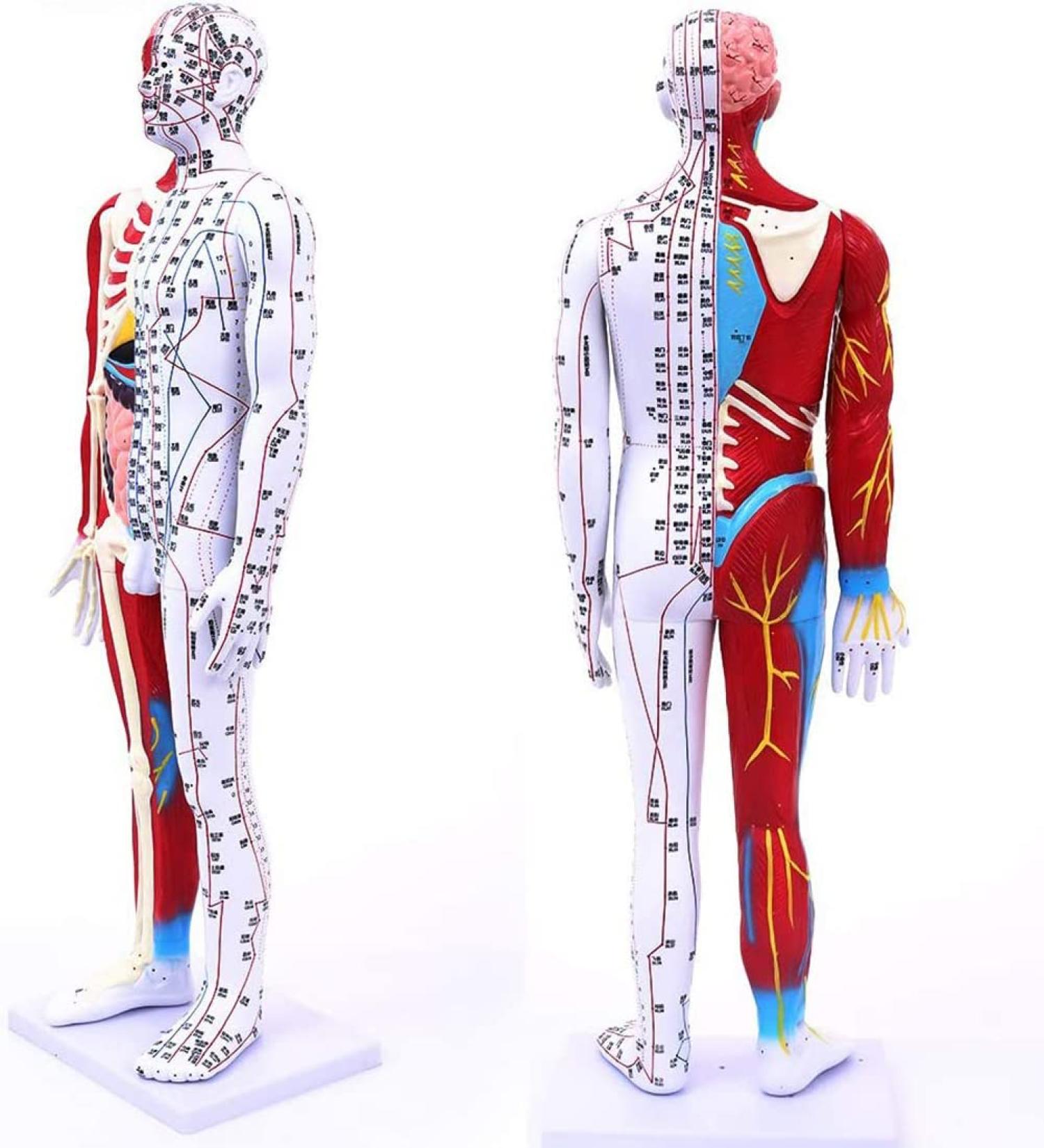 85Cm Male Acupuncture Manikin Human Body Model with Pressure Point and Twelve Meridians for Study Teaching Supplies Meridian Acupuncture Point Model - Buy Online on GoSupps.com