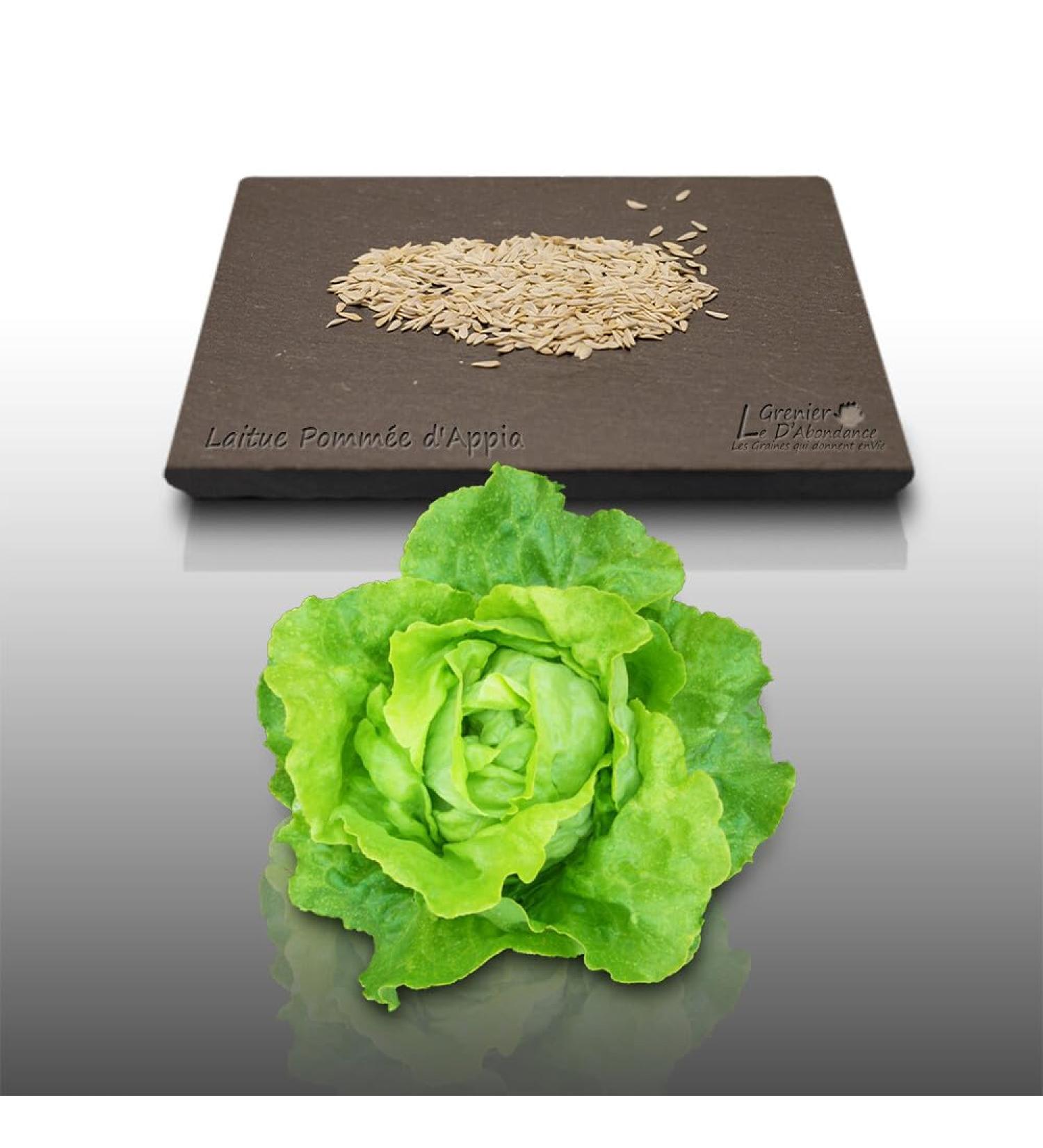 500 Seeds to sow Le Grenier d Abondance Appia Butter Lettuce Lactuca Sativa - Buy Online on GoSupps.com