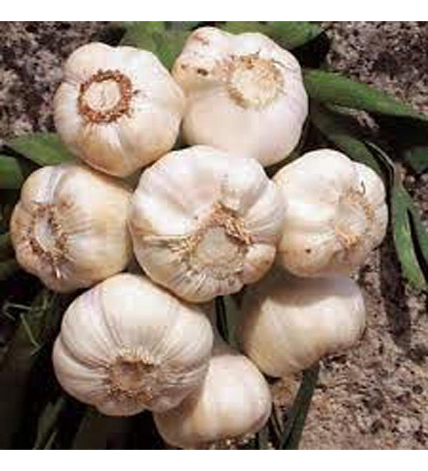 FRESH California Softneck Garlic Bulb 12oz - Planting and Eating, Country Creek Brand - Buy Online on GoSupps.com
