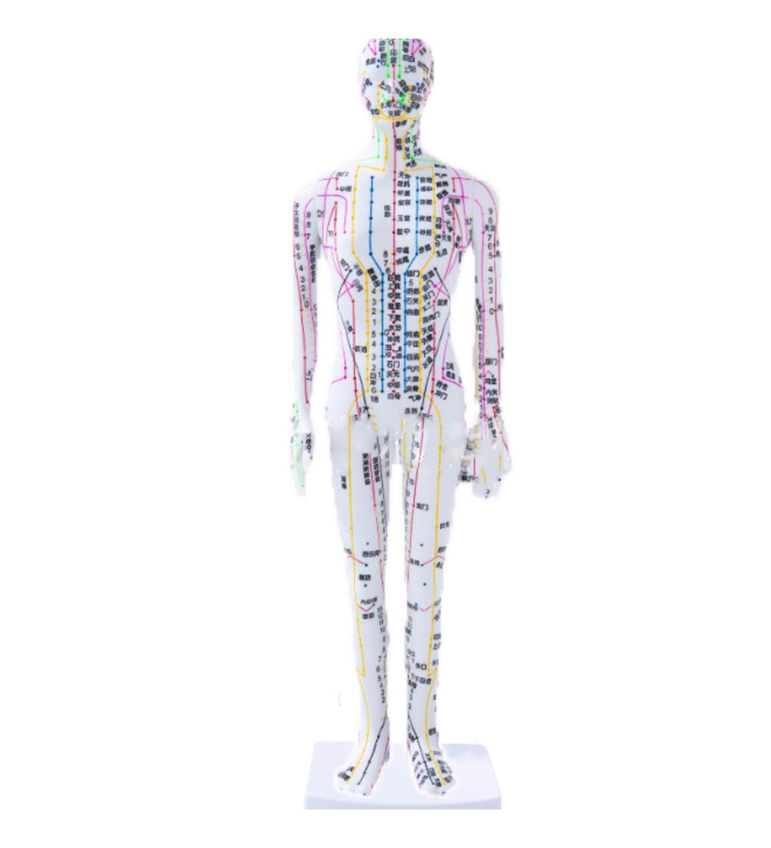 Acupoint Body Model(13.8 Inches) Digital Scale Accurate Acupuncture Points+Color Meridians Rotatable Arms/Hard Material High-Definition Large Characters with Base D - Buy Online on GoSupps.com