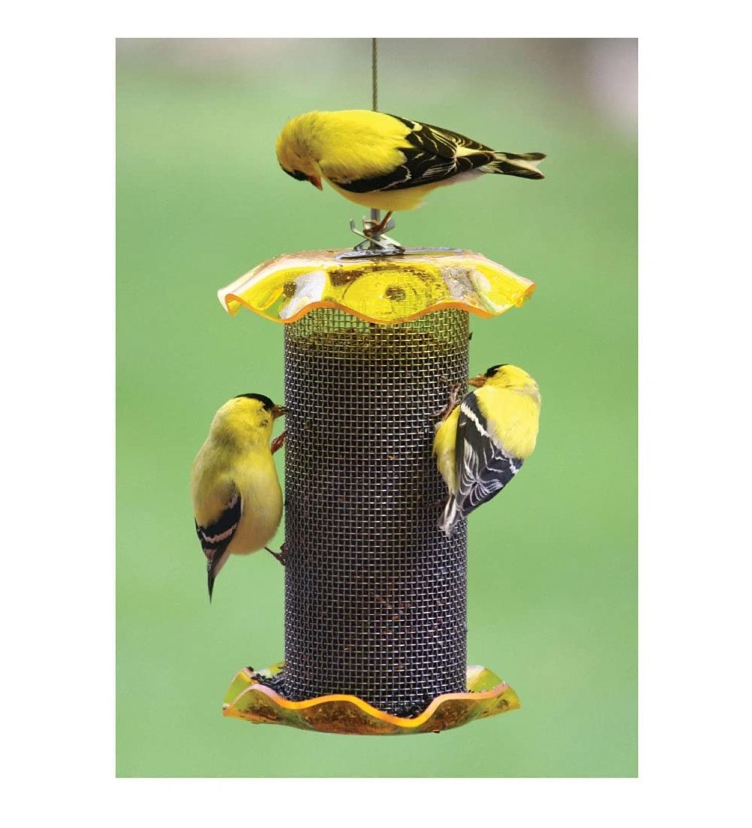 Birds Choice FF116A 1 Quart Yellow Bird Feeder - Premium Quality - Buy Online on GoSupps.com
