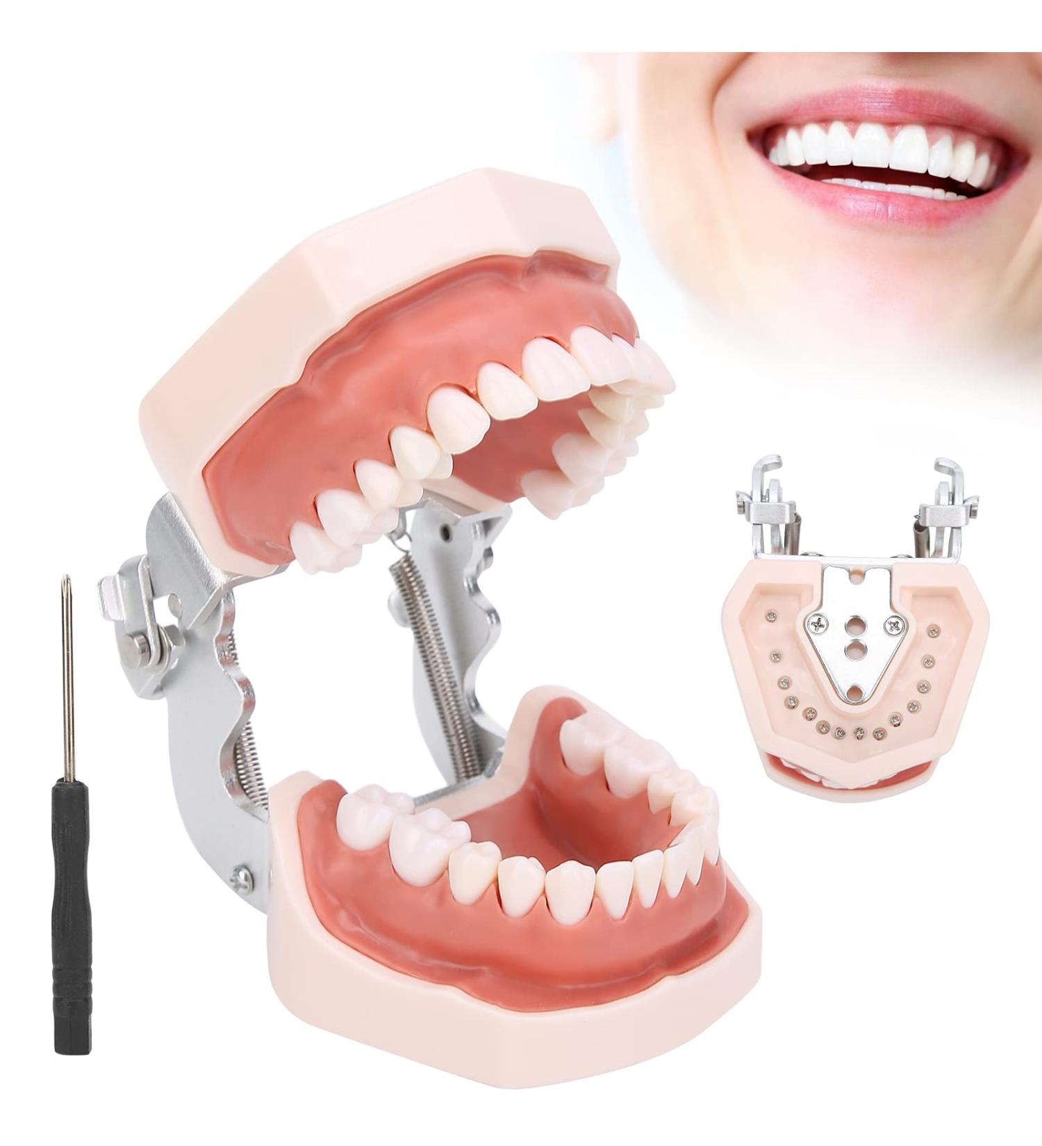 Removable Tooth Model for Dental Education | Simulation Teeth Restoration & Bridge Implants Teaching Aid - Buy Online on GoSupps.com