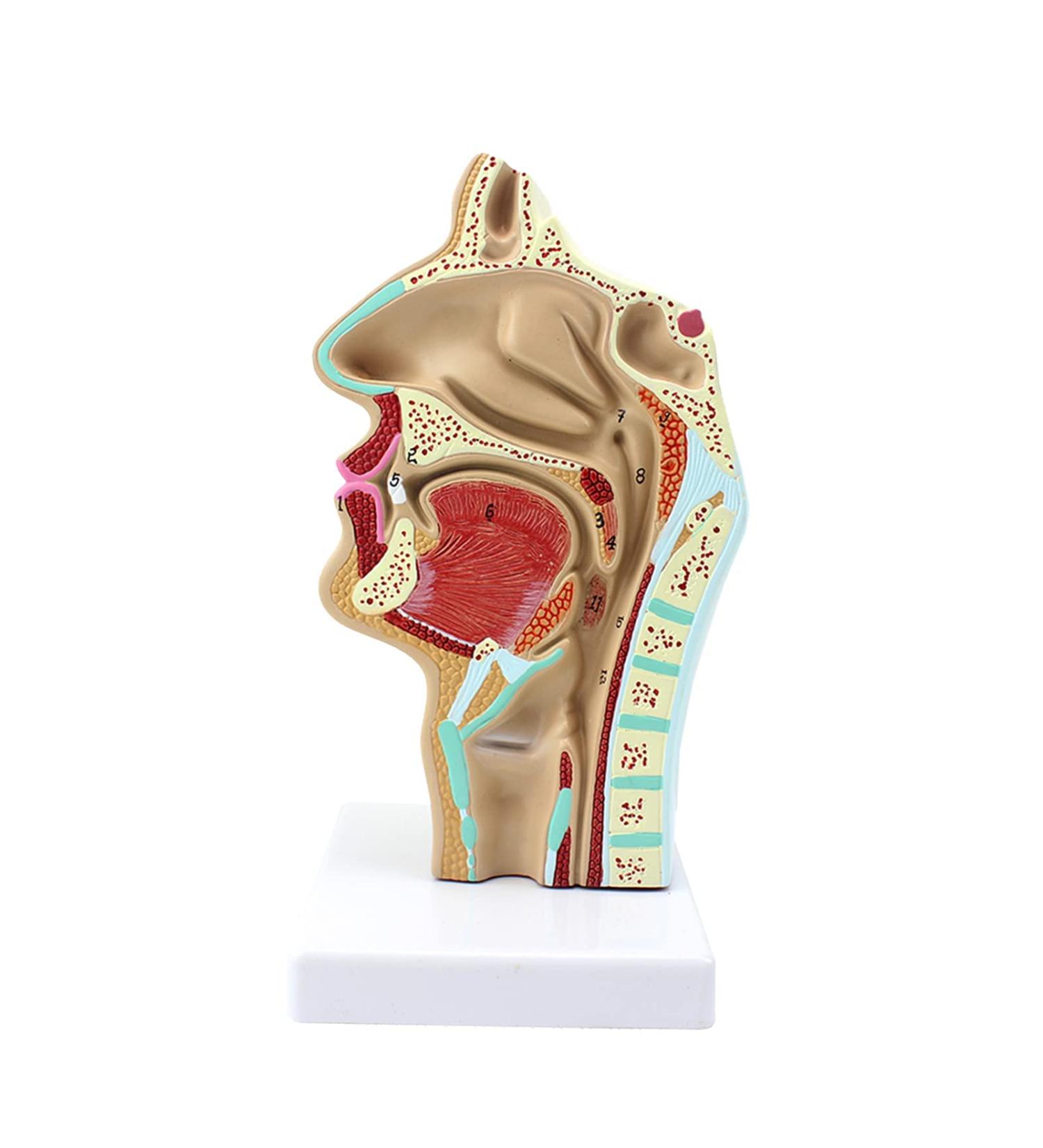 Life Size Nasal Cavity Model Anatomical Oral Throat Model Nasopharyngeal Cavity ENT Medical Educational Training Aid - Buy Online on GoSupps.com