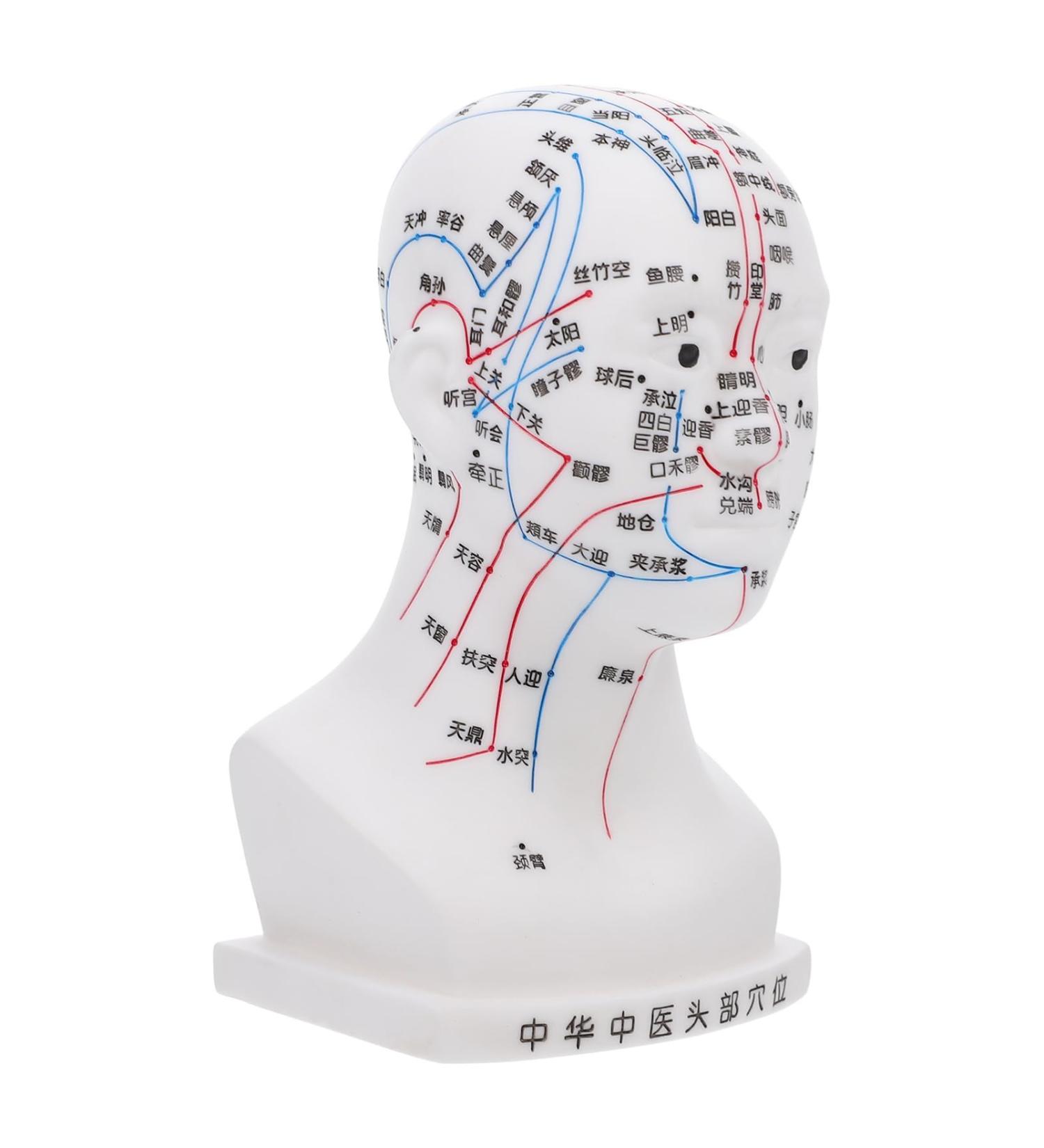 High-Quality Gleavi Acupuncture Point Model - Human Head Massage Model - PVC Acupuncture Head Model 22x12x8cm for Effective Head Massage - Buy Online on GoSupps.com