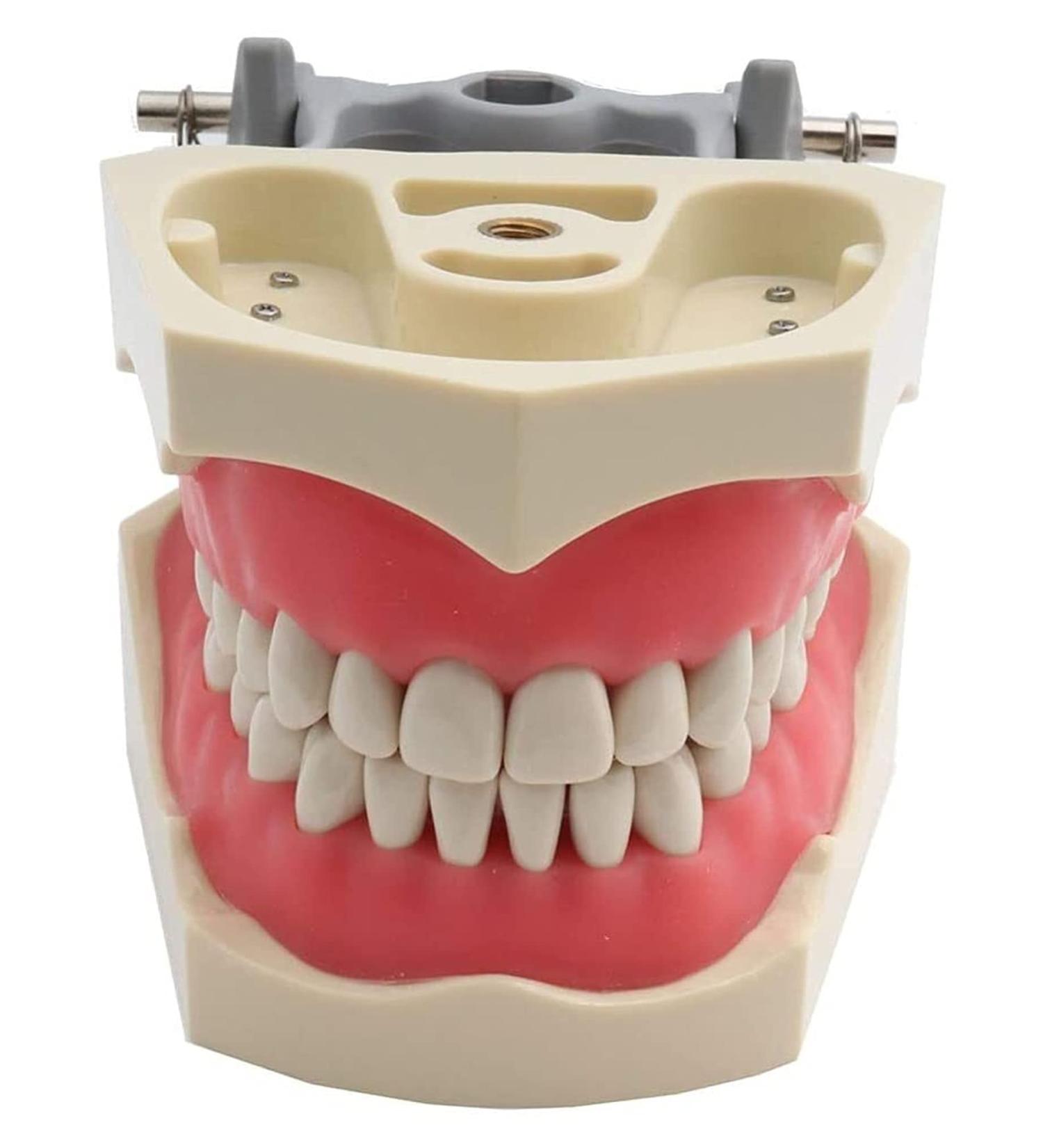 1PC Universal Dental Tooth Teaching Model - Soft Rubber Removable Teeth for Medical Study - Buy Online on GoSupps.com