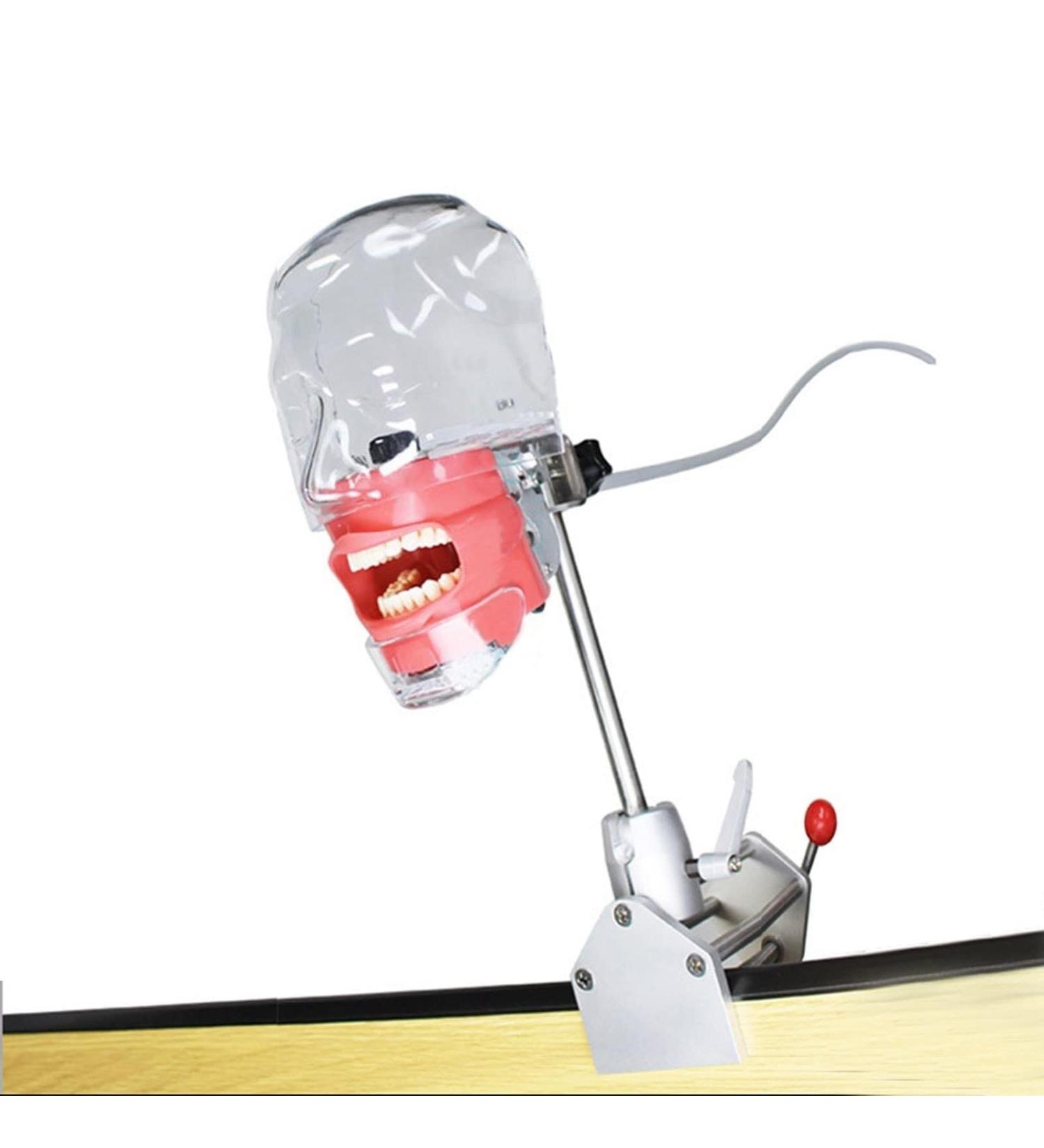 Dental Teaching Simulator with Removable Tooth Model and Rotatable Design Dental Phantom Head Model Dental Training Simulator Manikin for Teaching Practice Learning (Size : Clipped on The Table) - Buy Online on GoSupps.com