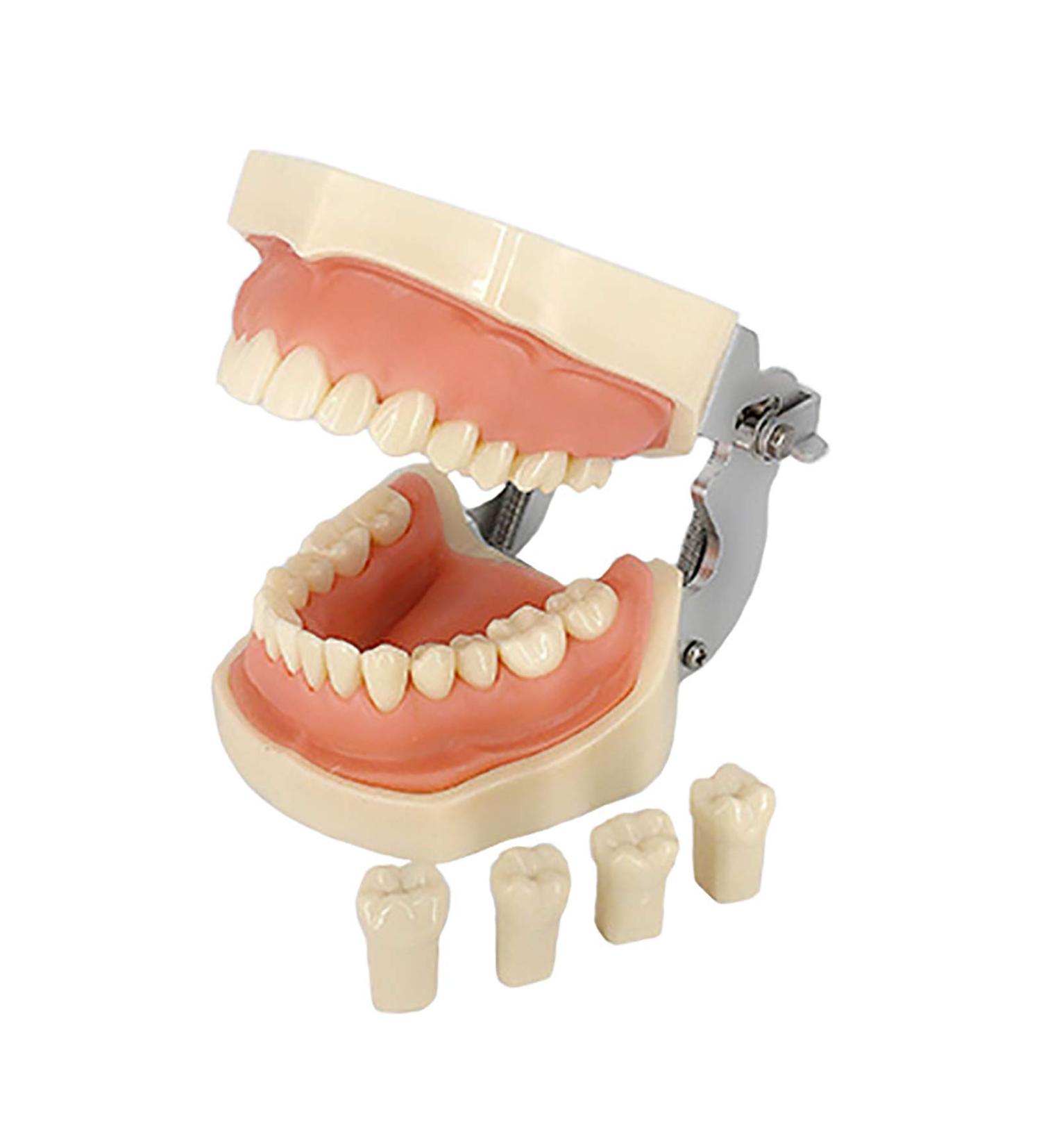 Samnuerly Dental Tooth Model with 28 Screws & Removable Silicone Gums | Ideal for Preparation & Demonstration - Buy Online on GoSupps.com