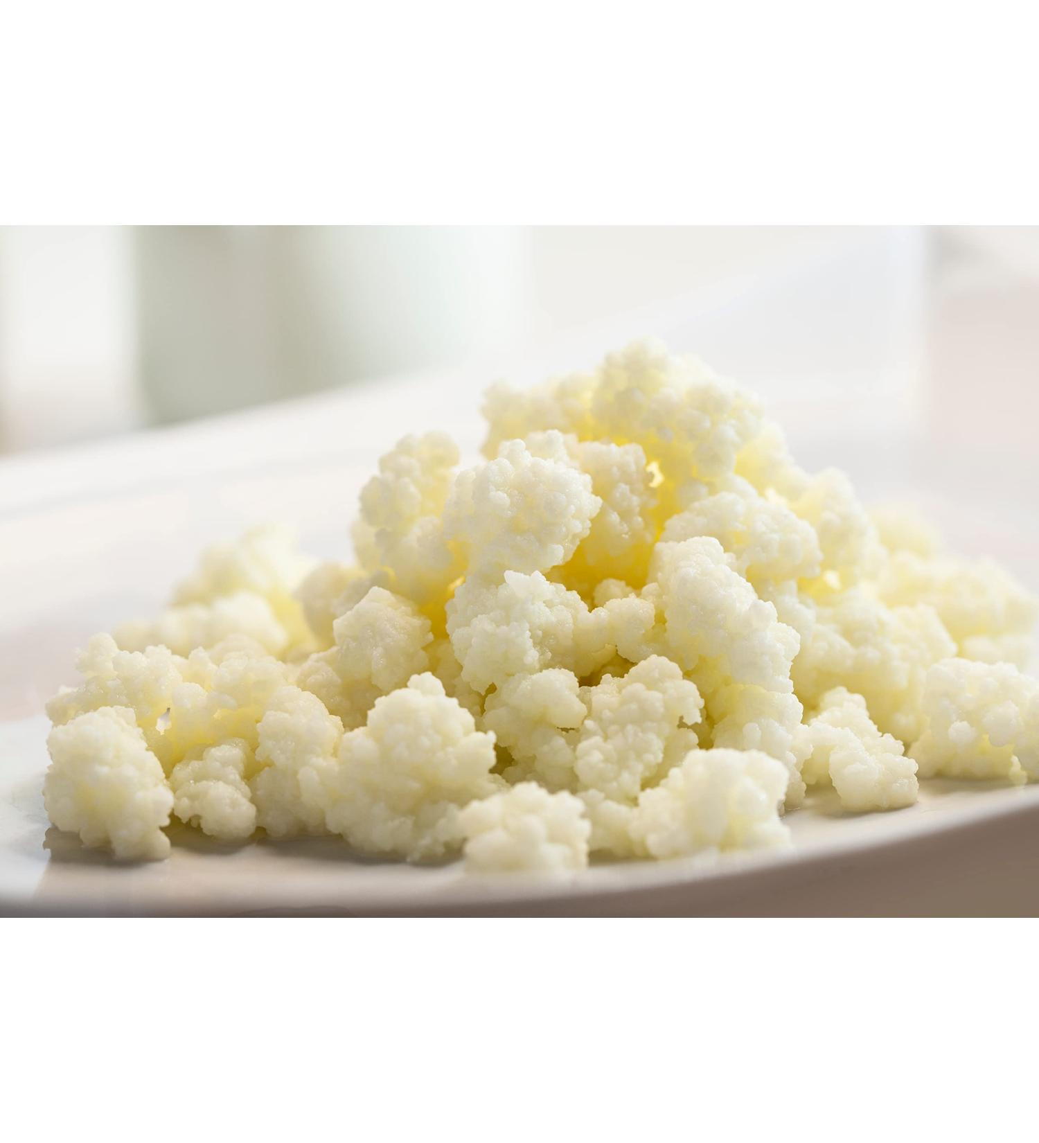 Buy 10g Kombuchaorganic Kefir Grains - Certified Live Bacteria for Organic Cow s Milk Fermentation - Buy Online on GoSupps.com