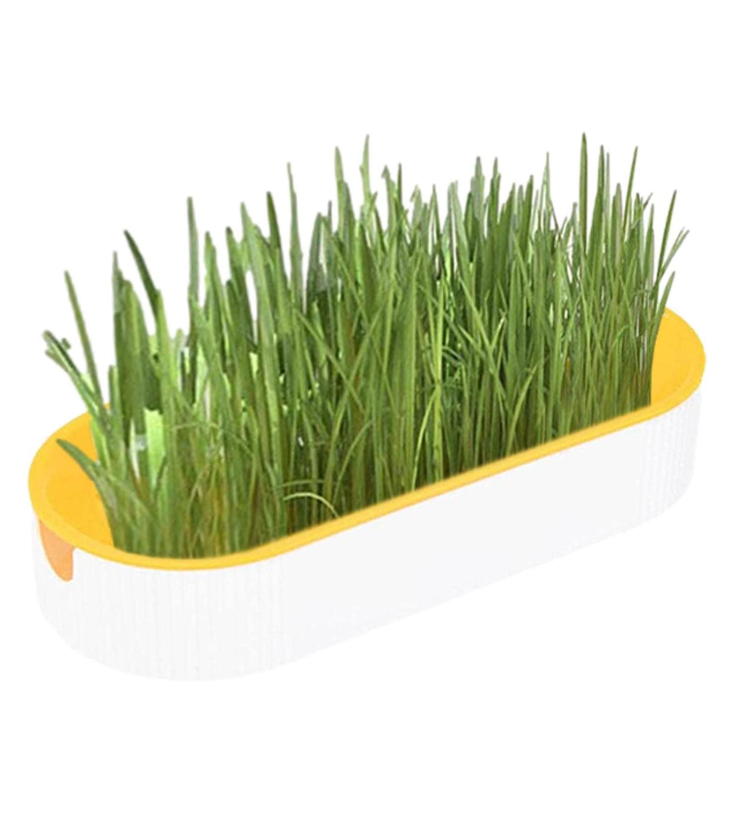Buy Hydroculture Cat Grass Set - Mess-Free No Dirt Easy to Grow Anti-Grave Design for Happy Cats! - Buy Online on GoSupps.com