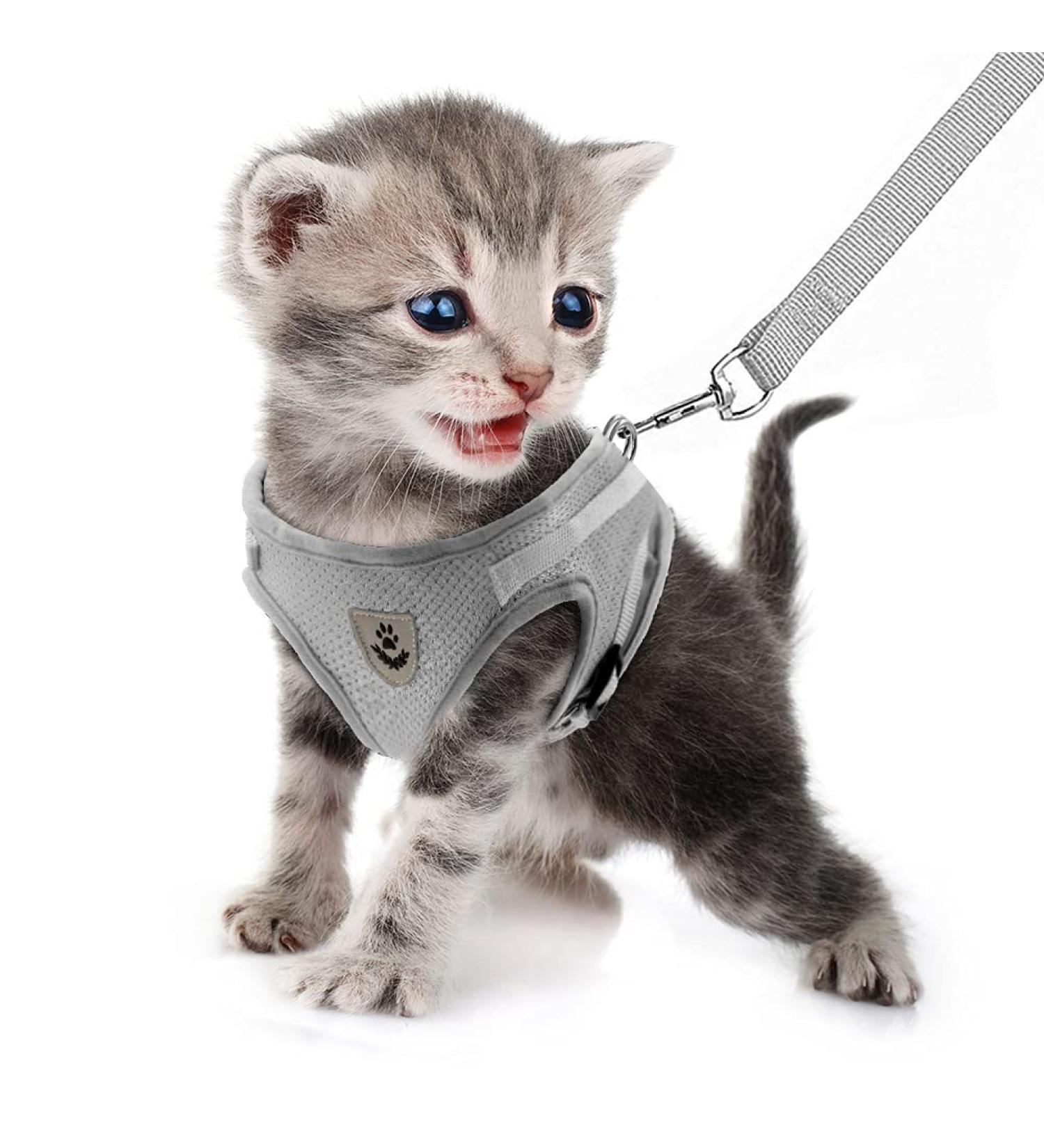 Buy Femax Breakproof Cat & Puppy Dishes with Leash Reflective Mesh Design Perfect for International Shipping - Buy Online on GoSupps.com