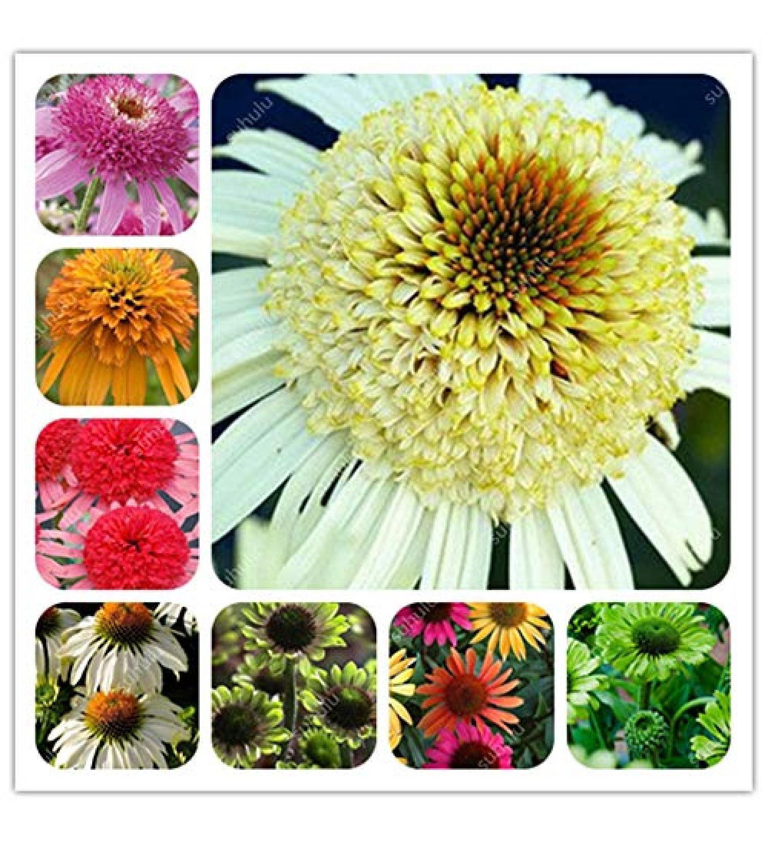 Fresh SEEDS 100pcs Echinacea Purpurea Flowers for Planting Mixed 1 - Buy Online on GoSupps.com