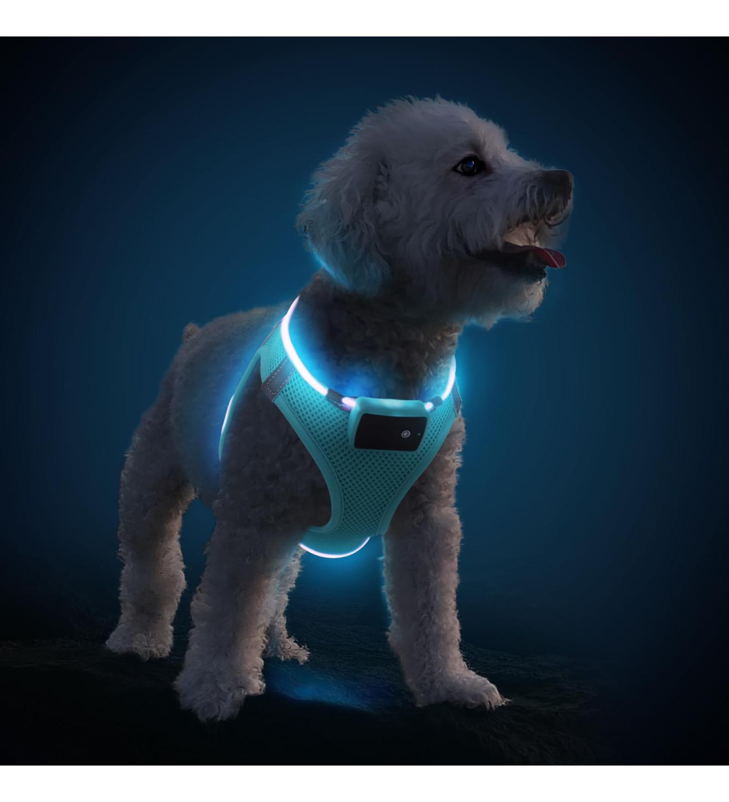 Buy PCEOTLLAR Dog Harness - LED Reflective & Breathable Light Dishes for Small to Medium Dogs - Blue - Buy Online on GoSupps.com