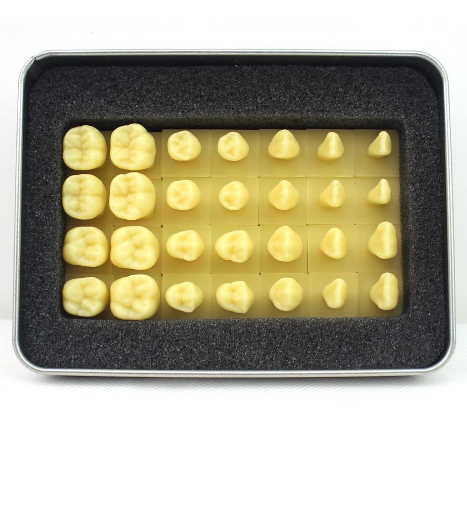 Bative 1.2-Fold Oral Dental Model - Enlarged Tooth Morphology for Students & Professionals | International Shipping Available - Buy Online on GoSupps.com