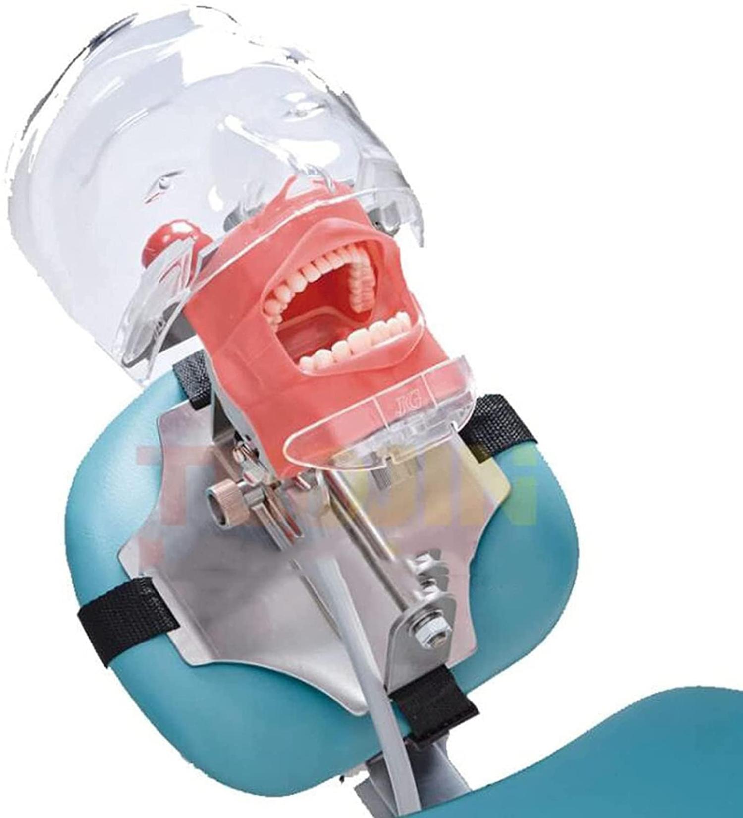 GeRRiT Maxillary and Mandibular Tooth Shape Models 28 Teeth Dentition Training Models with Phantom Head for Education and Learning Open-Bite Type - Buy Online on GoSupps.com