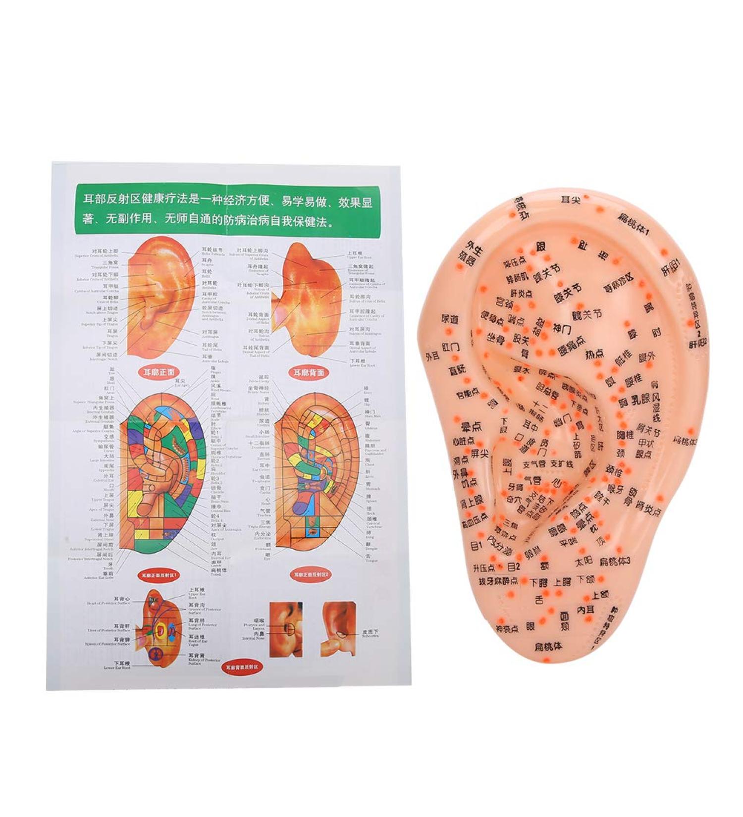 Human Ear Acupuncture Model with Acupuncture Points - Best Ear Massage Therapy Tool for Pain Relief & Wellness - Buy Online on GoSupps.com