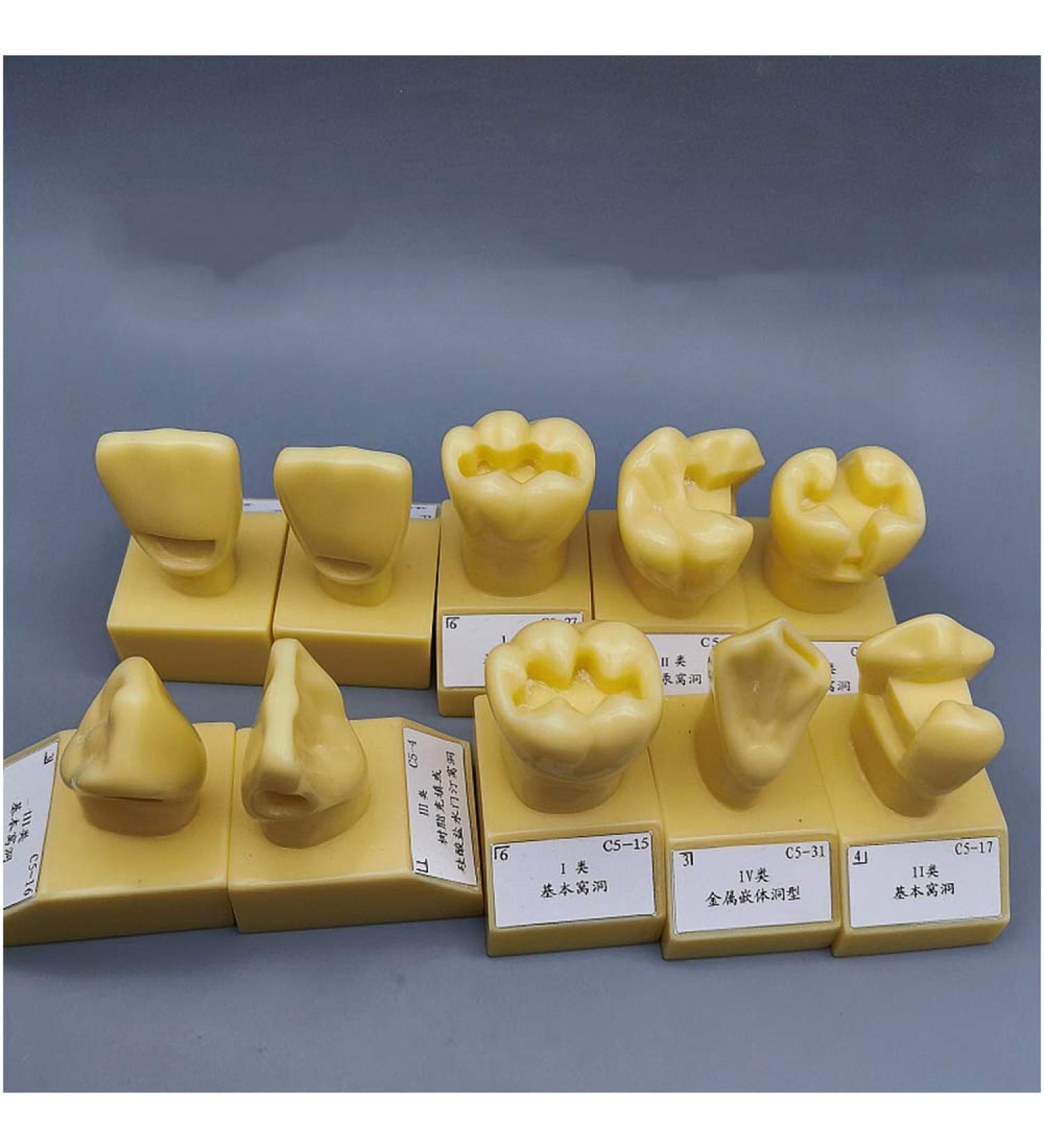Ernzi 4x Enlarged Dental Teeth Model - Pedagogical Study & Oral Simulation Tool for Dental Education - Buy Online on GoSupps.com