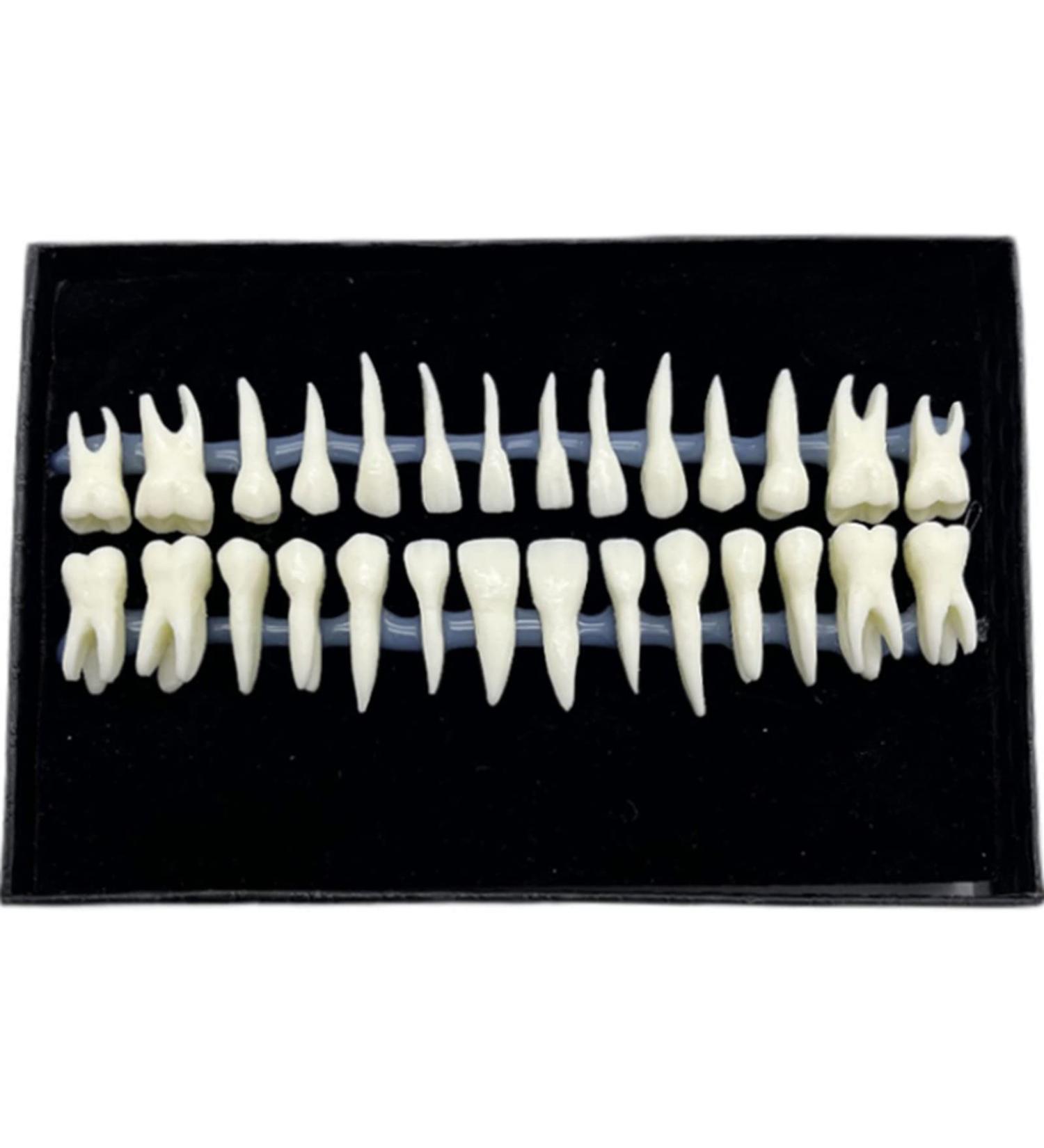Shop 1 Box Dental Model - 1:1 Full Mouth 28pcs Monochrome Permanent Adult Teeth Model | International Shipping Available - Buy Online on GoSupps.com