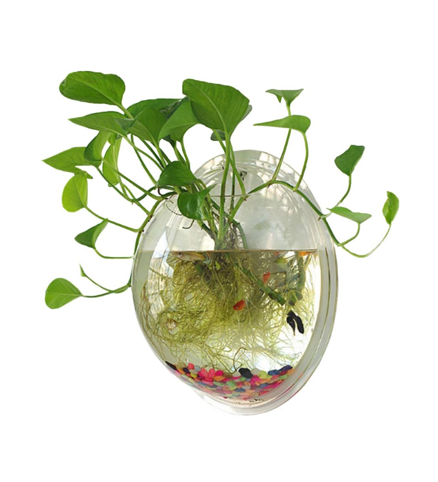 Sweetsea Hanging Wall Mounted Fish Bowl Betta Tank Aquarium - Clear (Medium) 0.5 Gallon - Buy Online on GoSupps.com