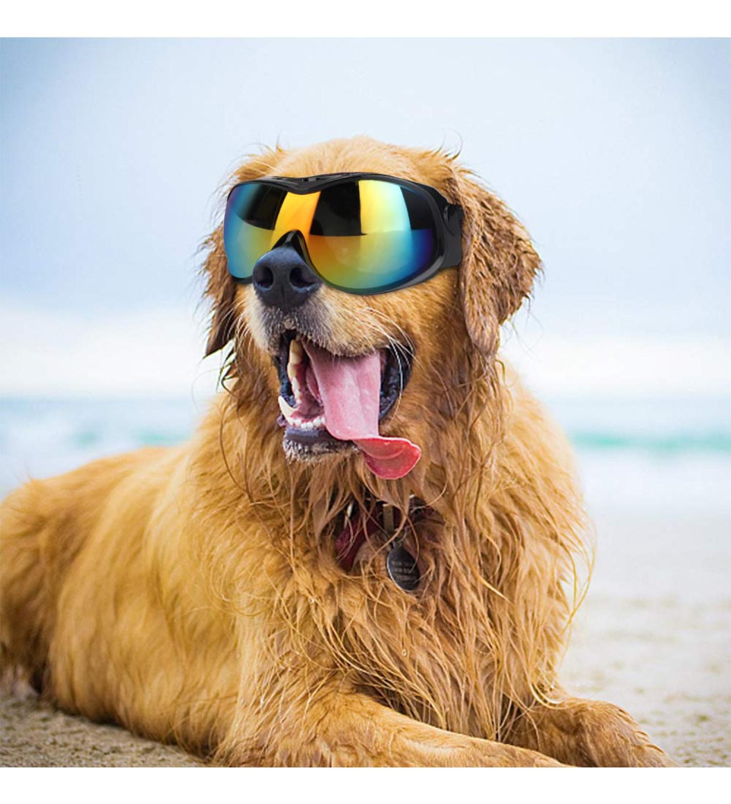 UV Protection Goggles for Medium & Large Dogs | Blue Sunglasses Accessories for Eye Safety - Buy Online on GoSupps.com