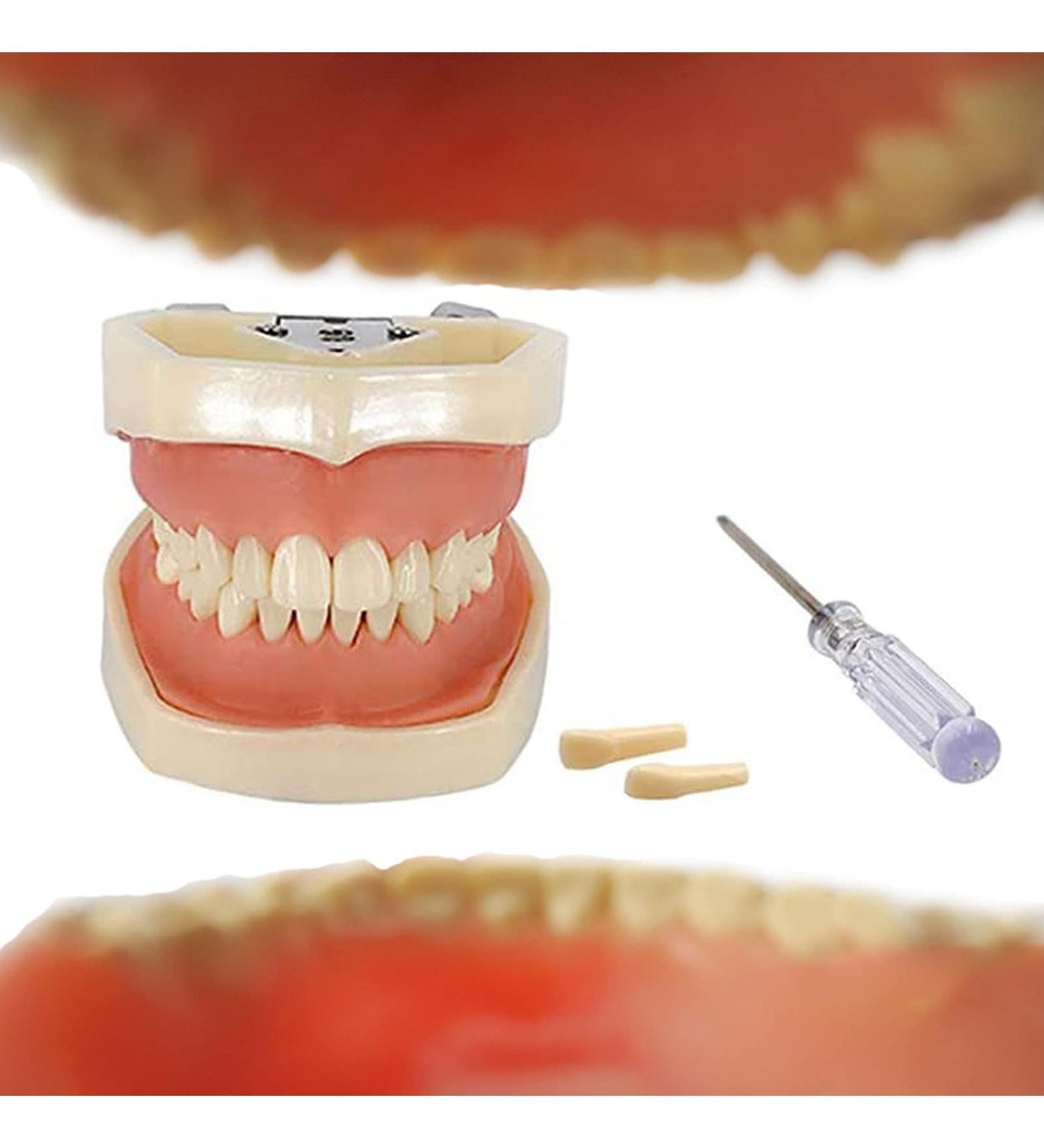 Shop Bovdc Teeth Model - Complete Dental Learning Tool for Tooth Extraction & Patient Communication - Buy Online on GoSupps.com