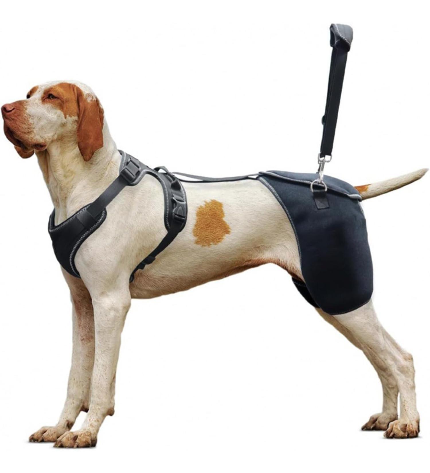 Dog Knee Brace for Torn Hind Leg or Back Leg Adjustable Pet Dog Rear Leg Bracer Support for Joint Pain Muscle Sore Knee Cap Dislocation Black for Injury Arthritis ACL Pain Relief(Large) - Buy Online on GoSupps.com