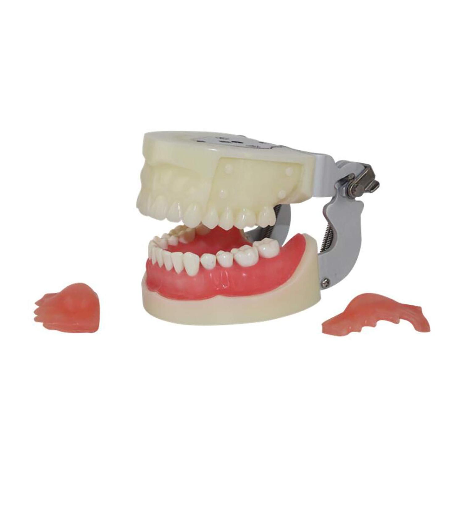 Life-Size Human Teeth & Abscess Model - Perfect for Student Teaching & Practice - Buy Online on GoSupps.com