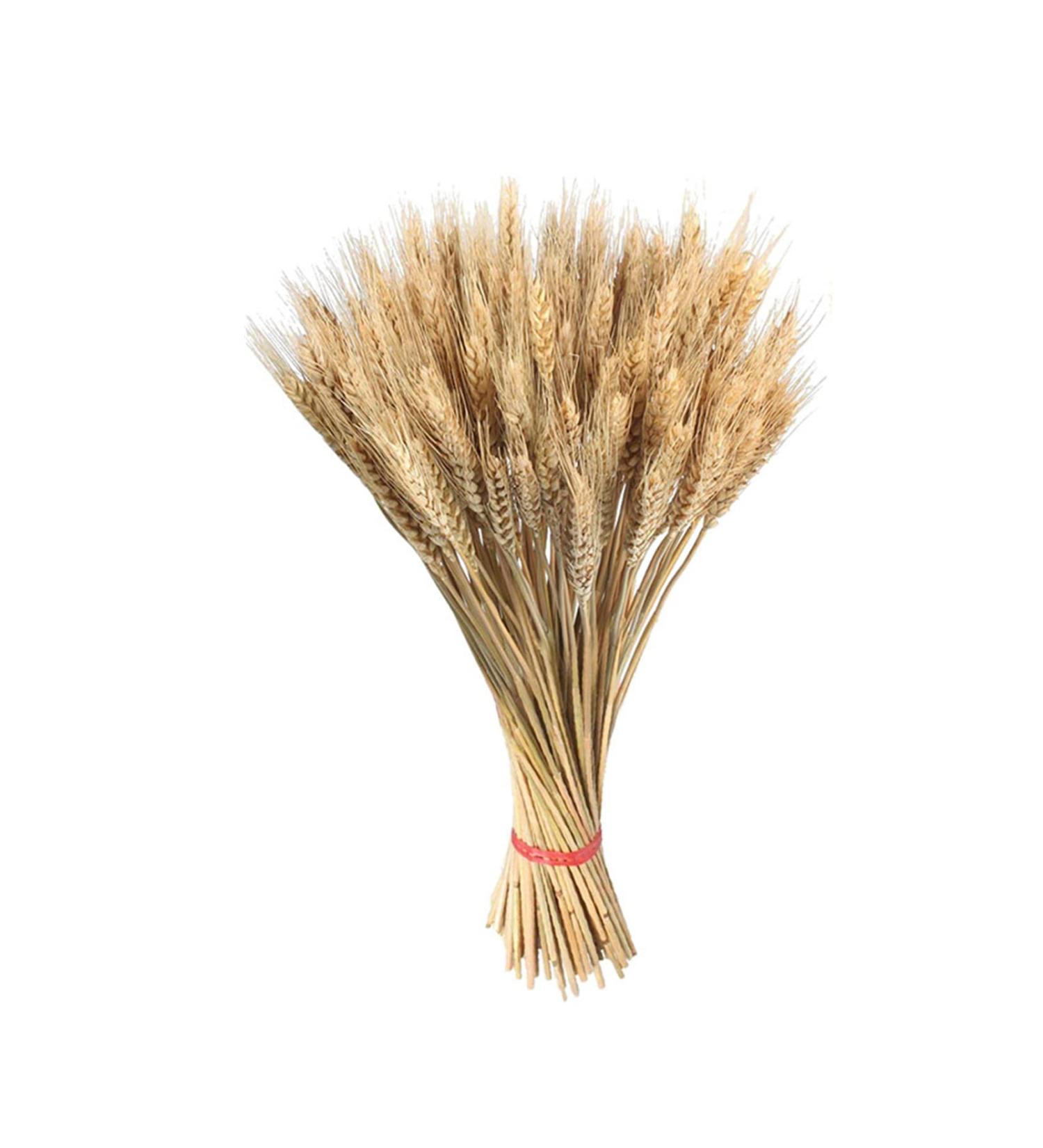 Dried Wheat Sheaves Stalks 100Pcs Natural Wheat Bouquet Artificial Elegant Dried Wheat Flowers Long Lasting Dried Wheat Sheaves Bundle Dried Wheat Sheaves Stalks for Fall Flowers Arrangement - Buy Online on GoSupps.com