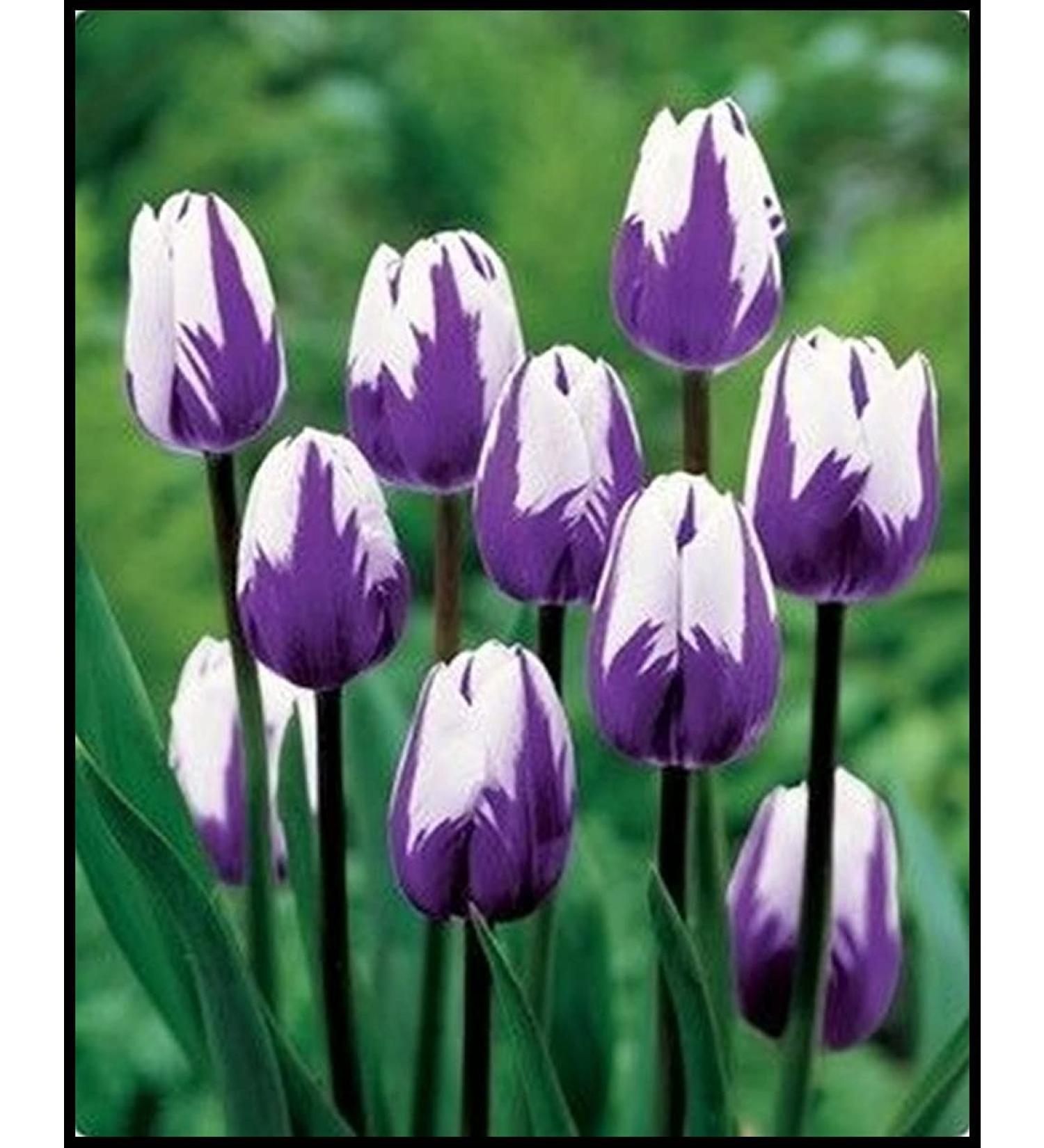 5x Tulip Bulbs Mixed Tulip Bulbs Cold Resistant Magical Plant Garden Flowers - Buy Online on GoSupps.com