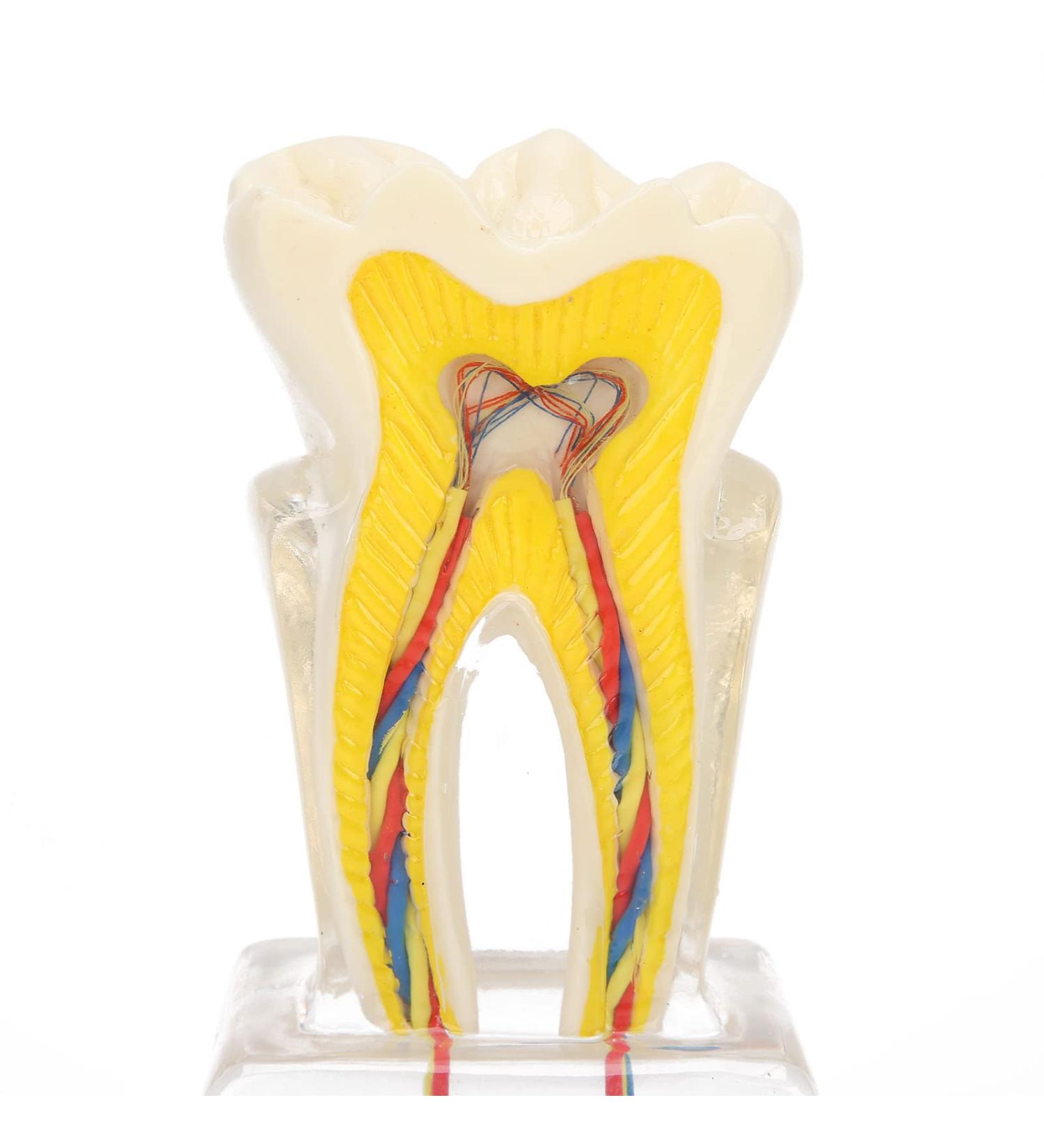 Professional Dental Nerve Model for Teaching | Resin Tooth Model for Students | International Shipping - Buy Online on GoSupps.com